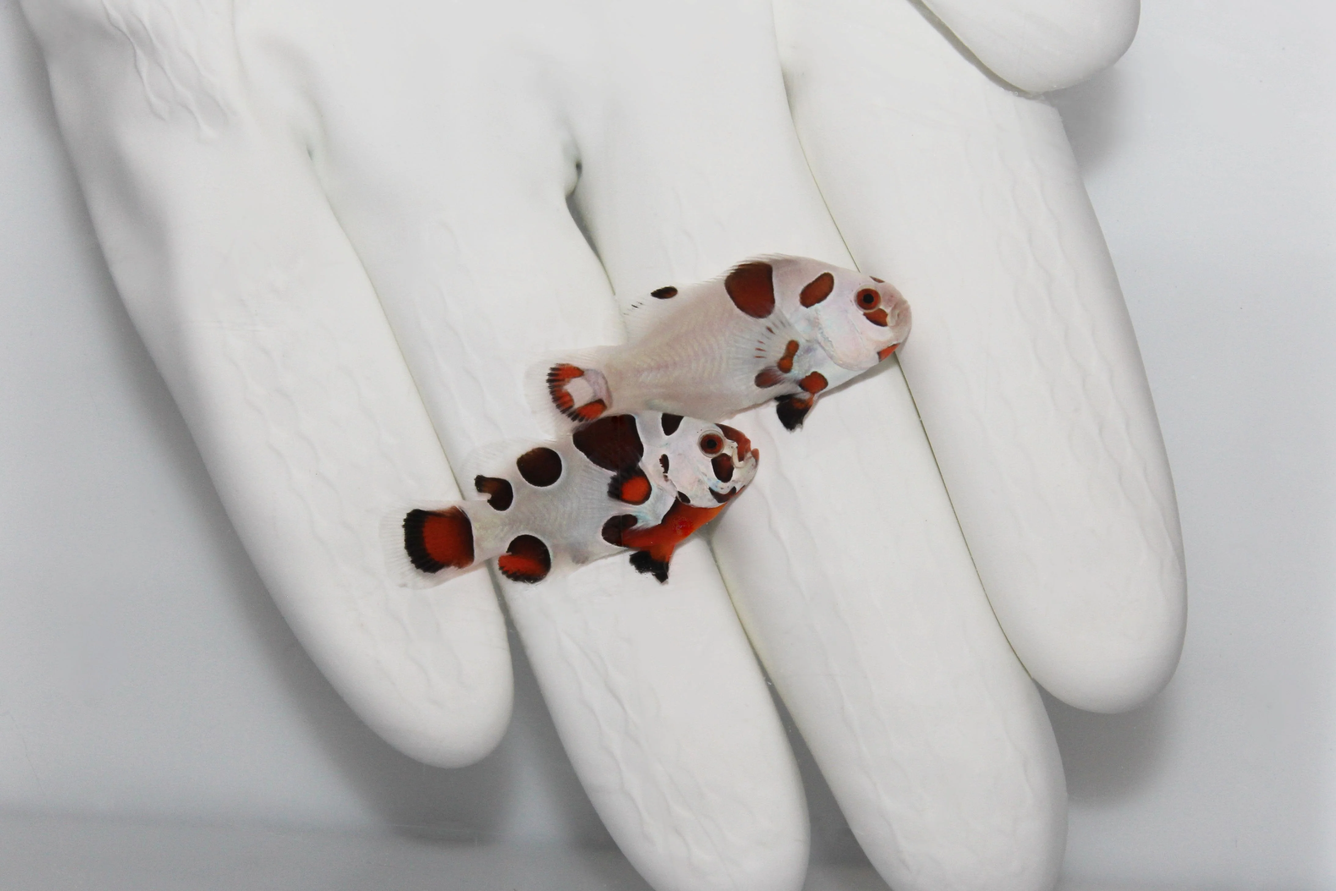 Mocha Storm Clownfish (Amphiprion ocellaris)Captive Bred
