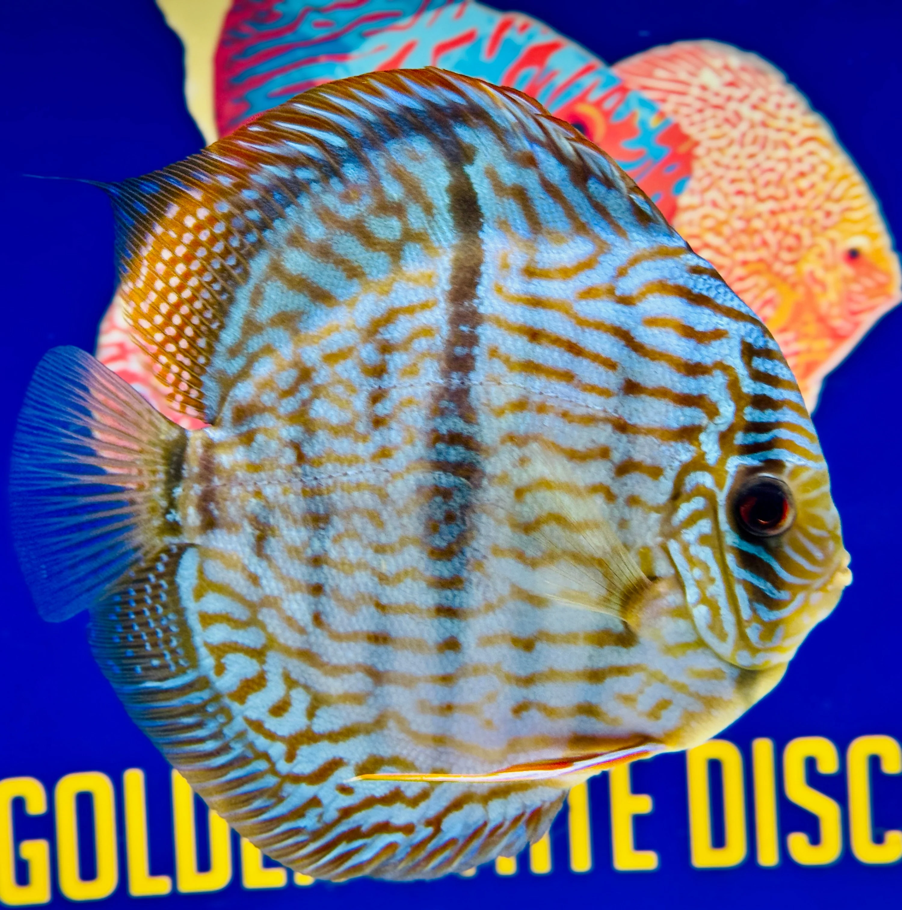 Blue Turquoise Heckel Cross Jumbo Premium Discus 6.5-7"