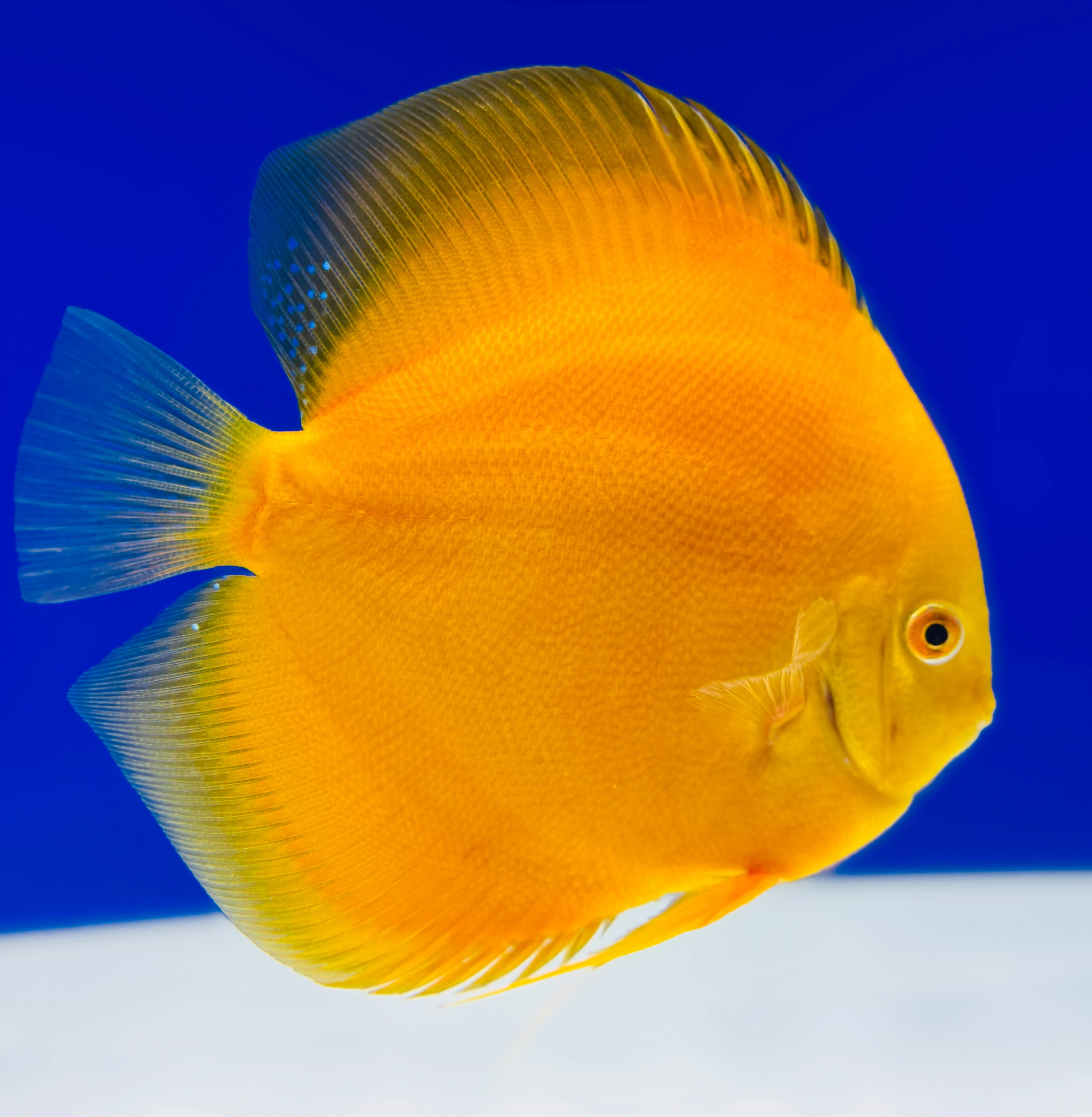Golden Diamond Discus 5-5.5"
