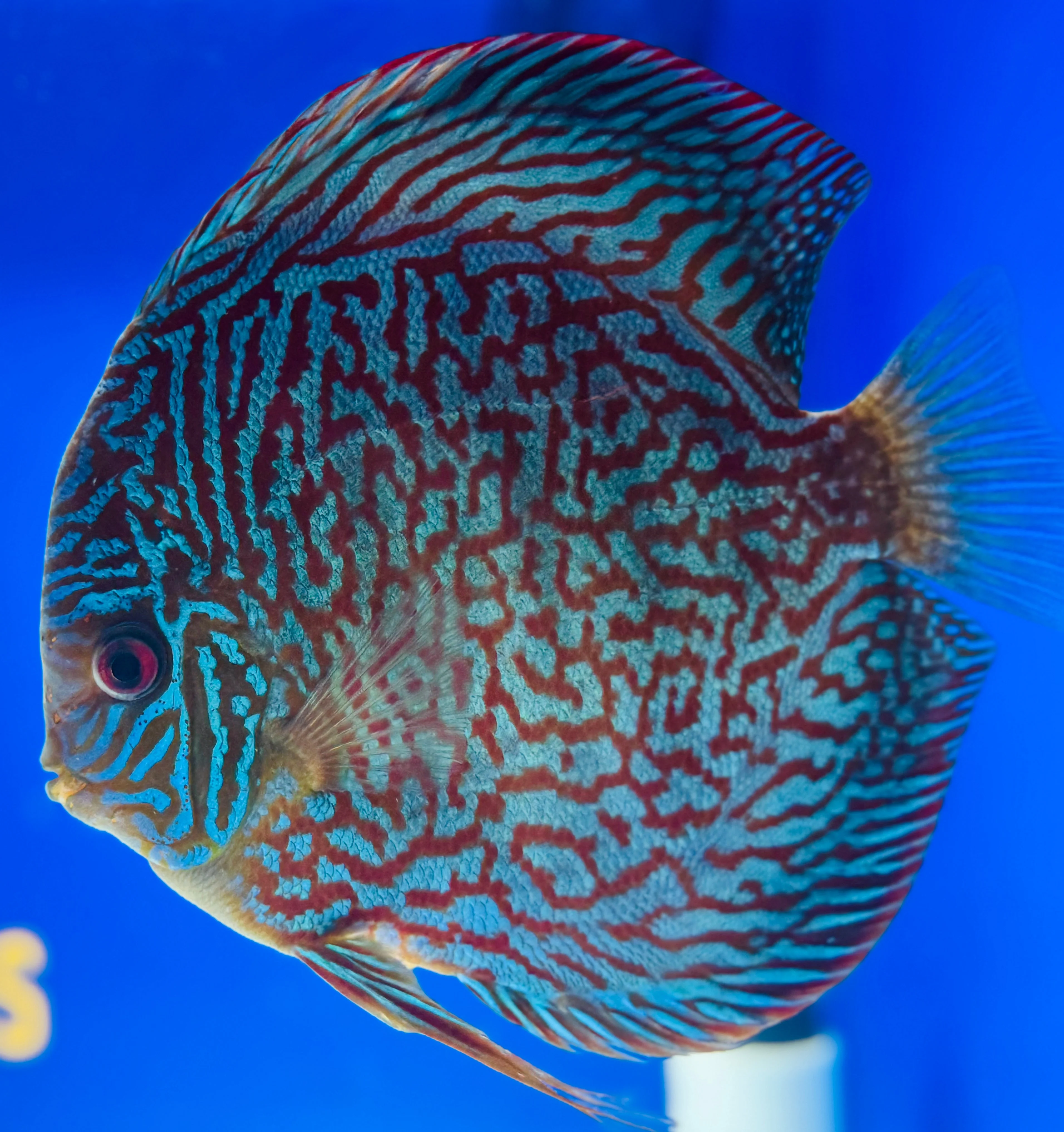 Indiana Tiger Jumbo Premium Discus 6.5-7.5"