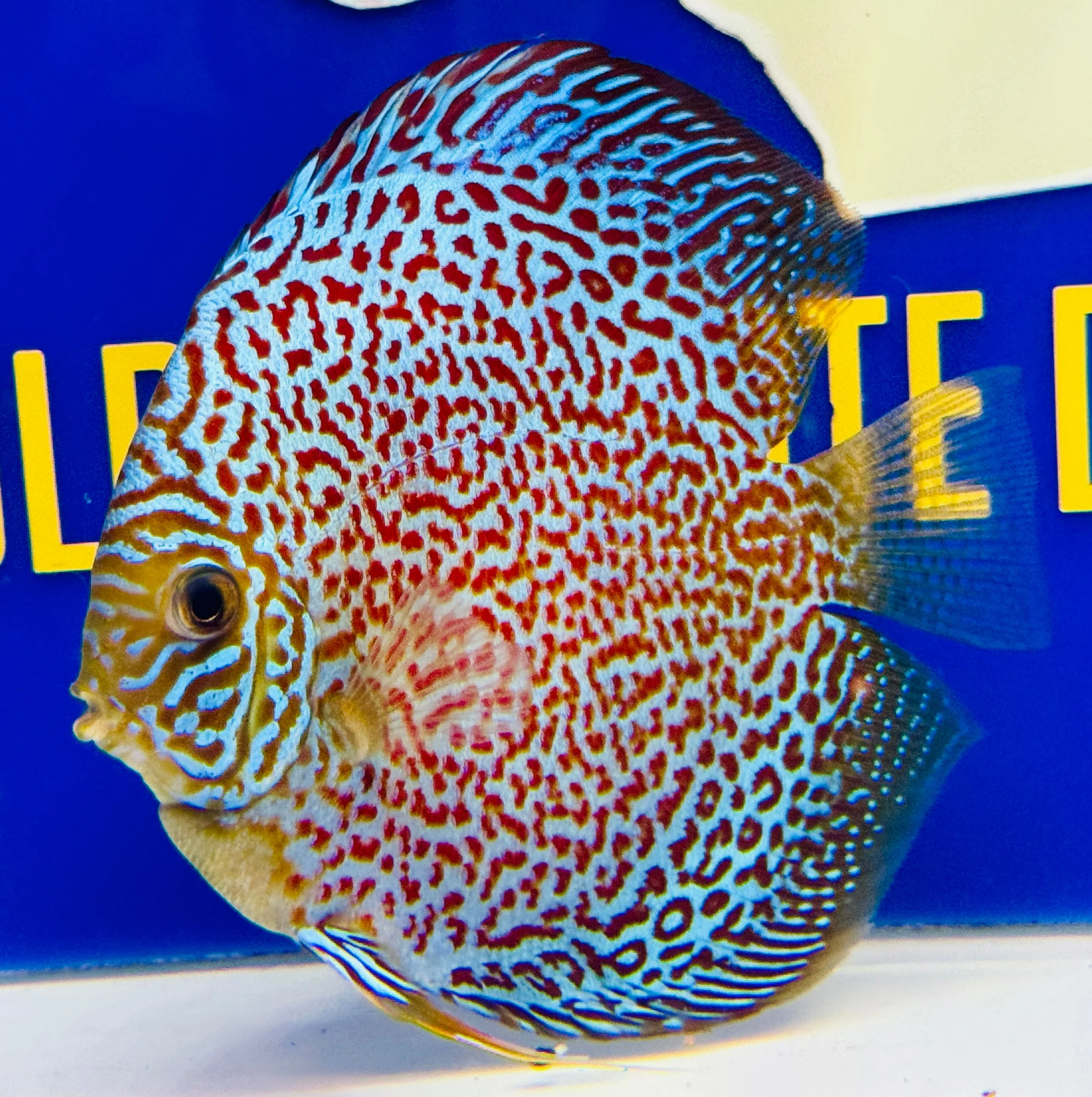 Leopard Discus 5-5.5"
