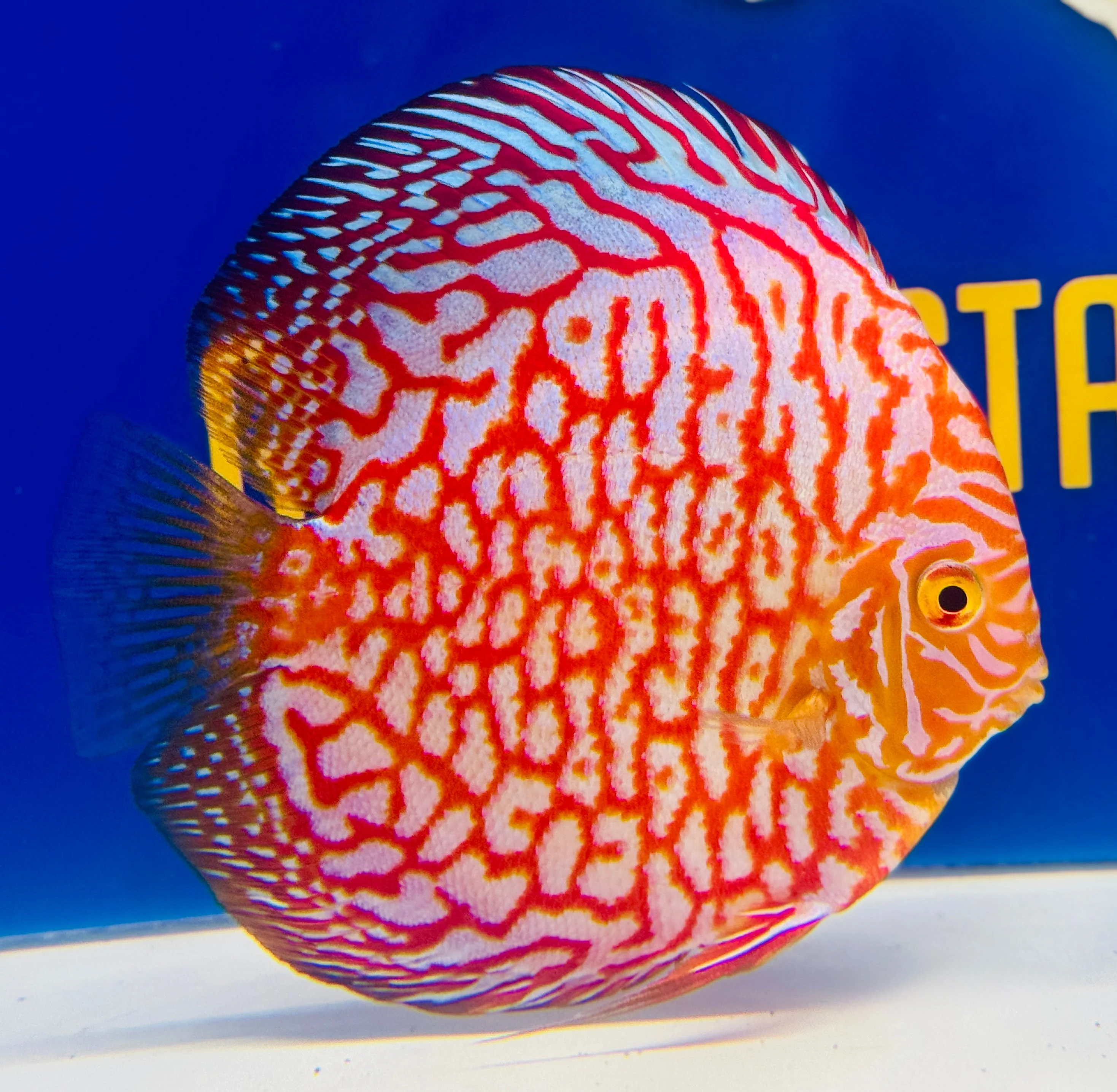 Majestic Pigeon Checkerboard Discus 5-5.5"