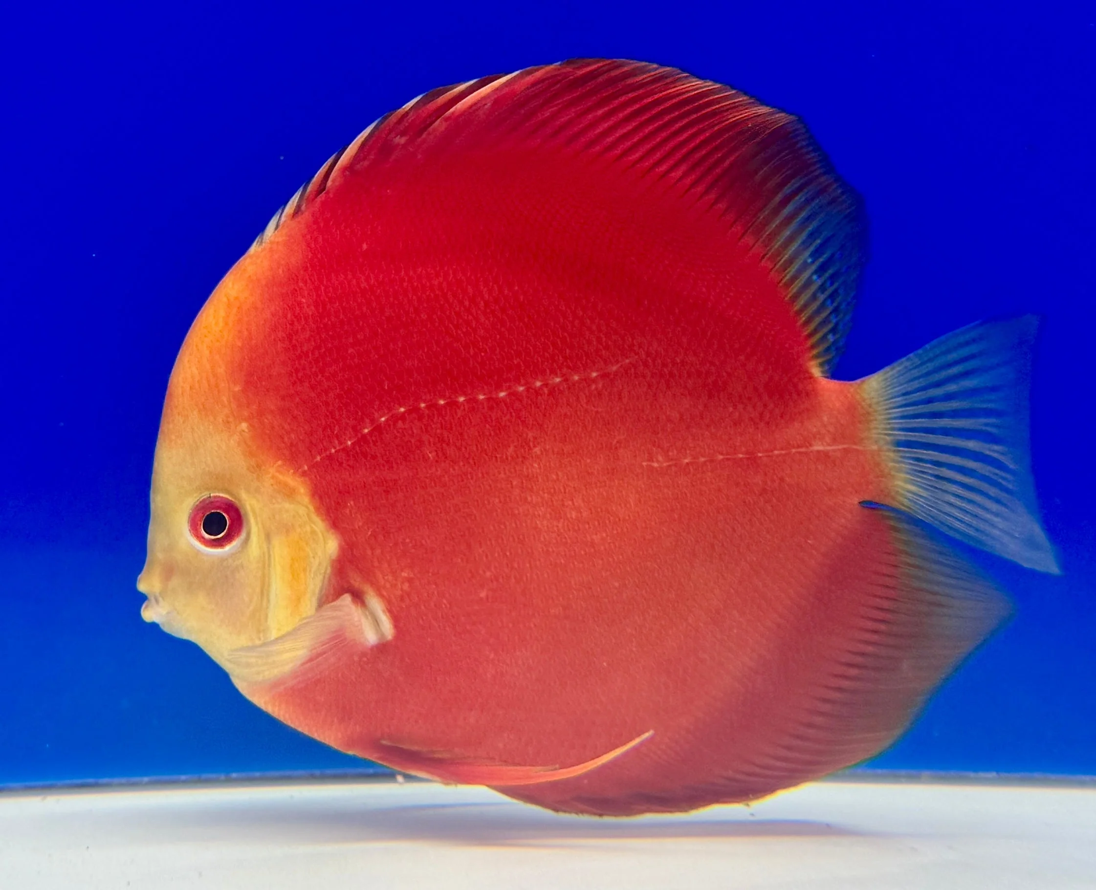 Melon Discus 4-4.5“