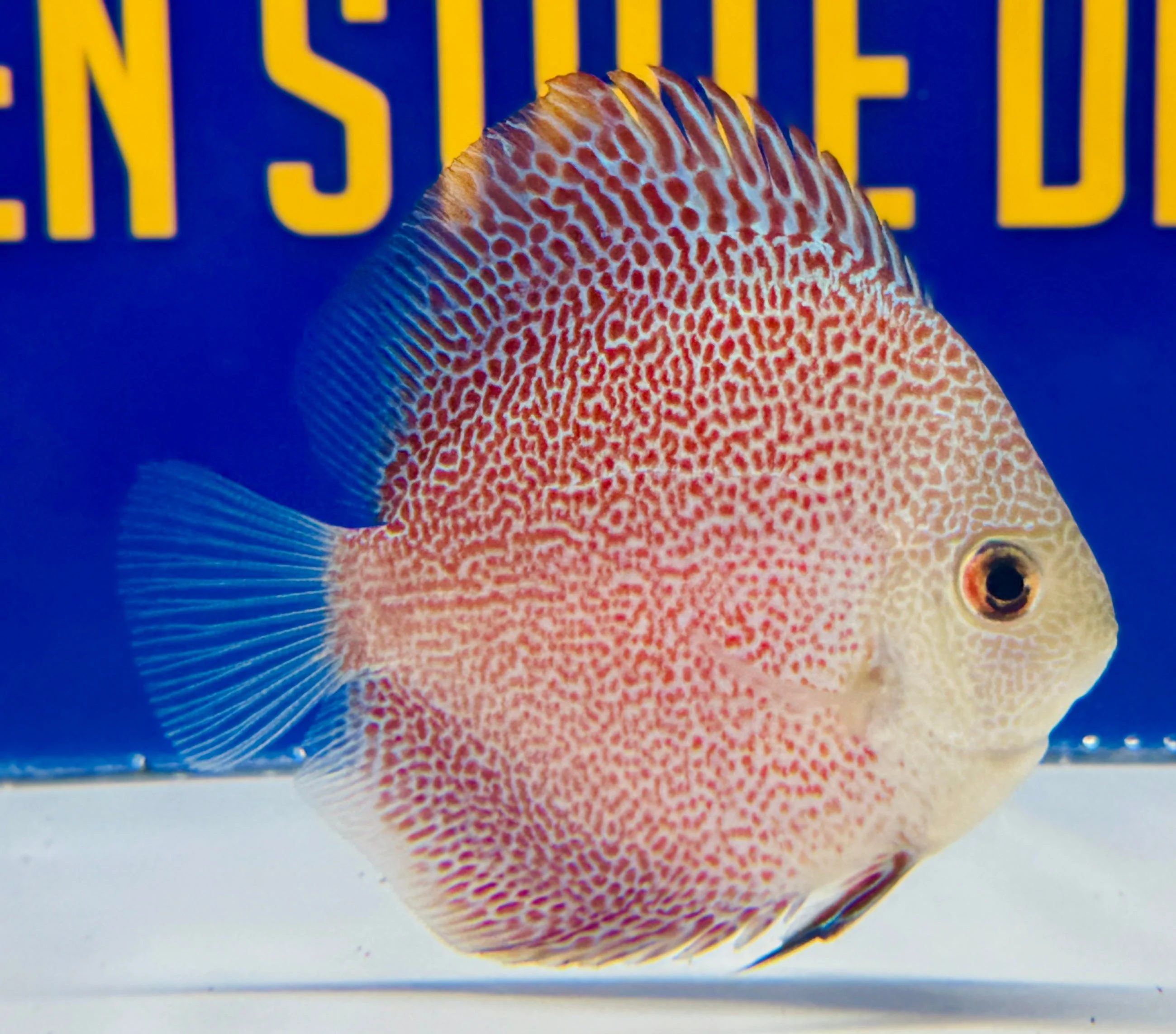 Panthera Discus 3-3.5"