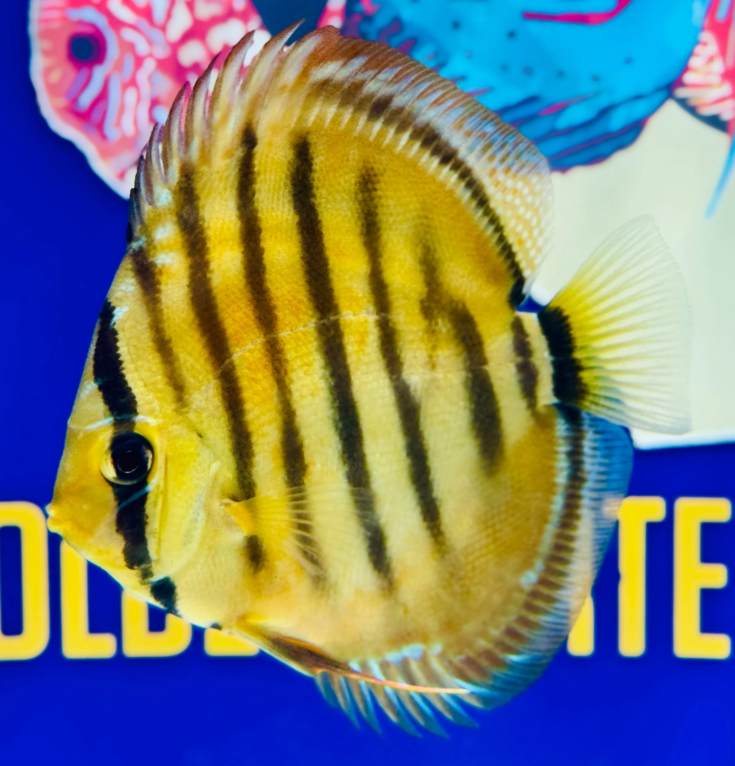 Paraconi Heckel Cross KL Discus 4.5-5"