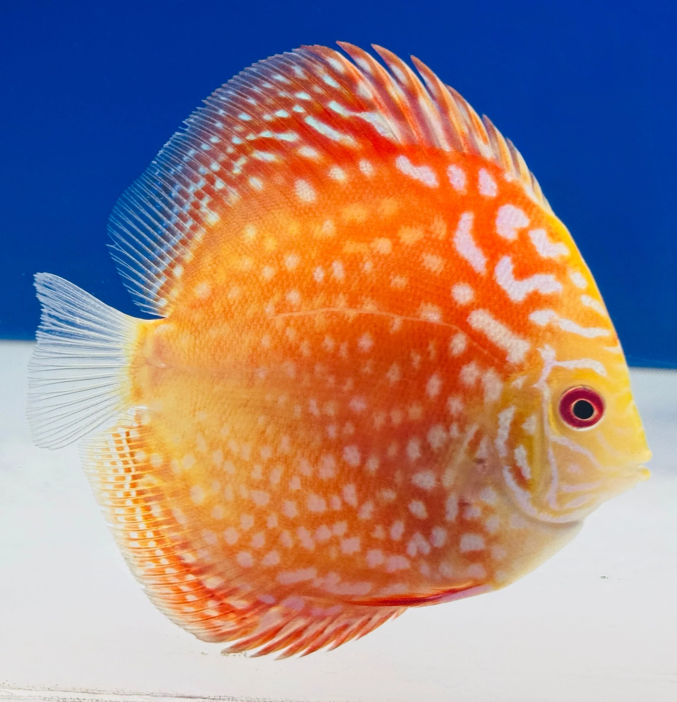 Pigeon Checkerboard Discus 4-4.5"