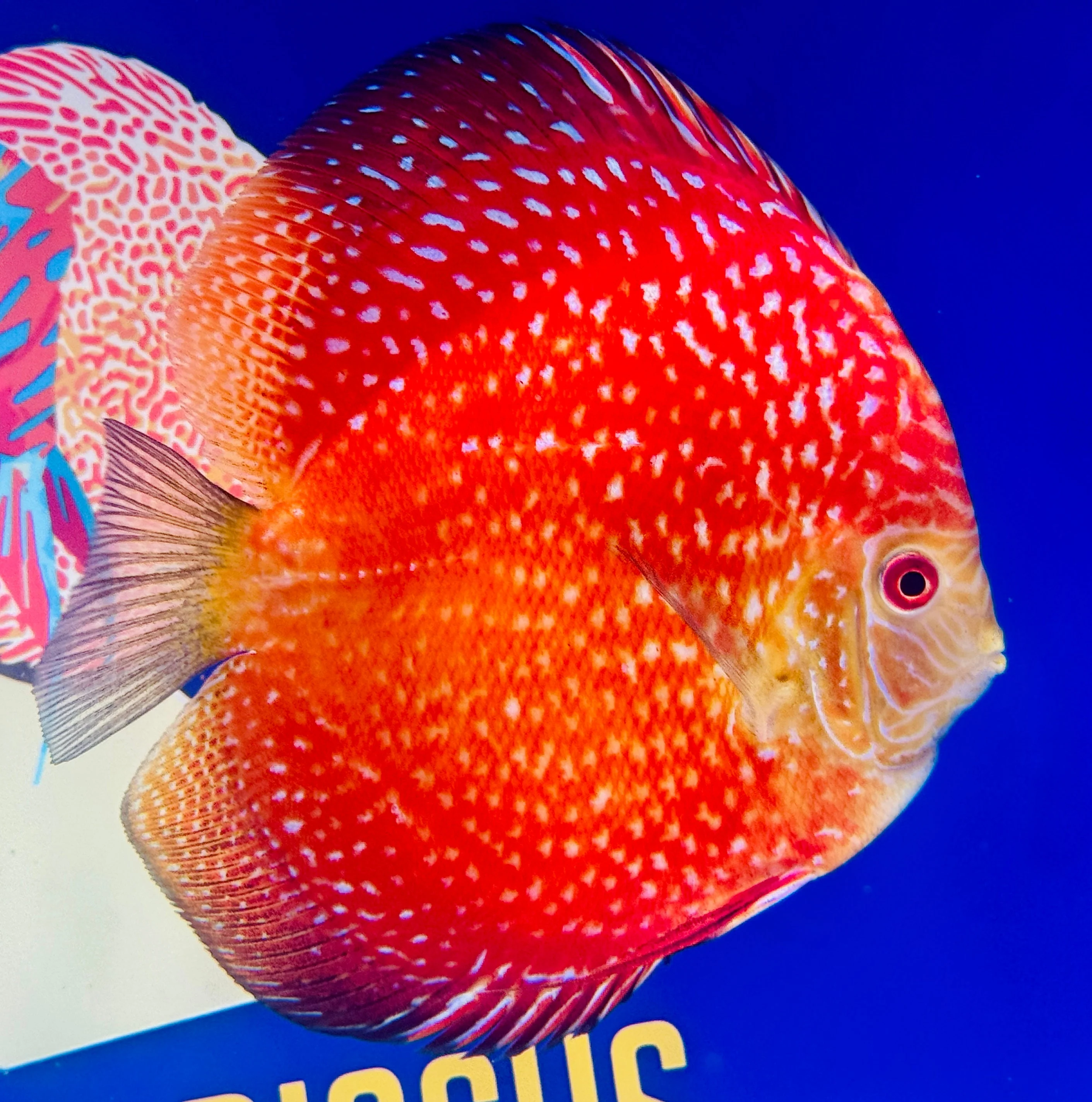 Pigeon Scarlet Snake Premium Discus 6-6.5"