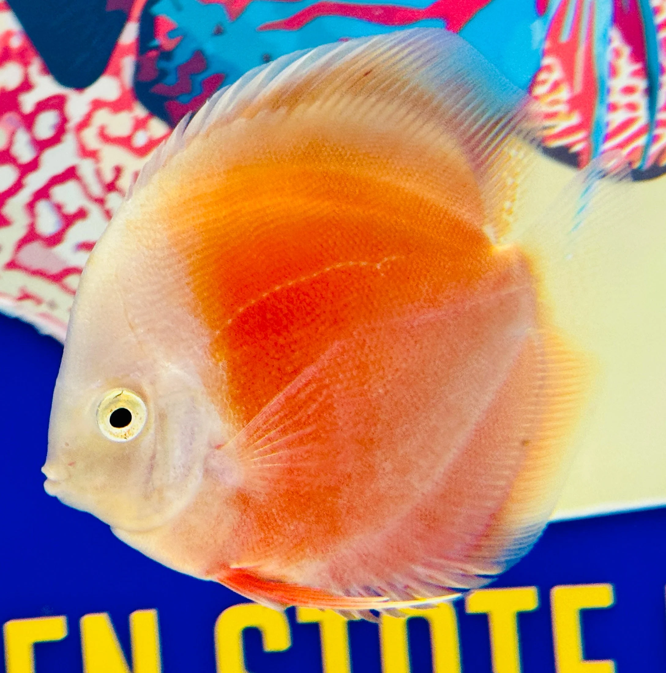 Red White Discus 4-4.5"