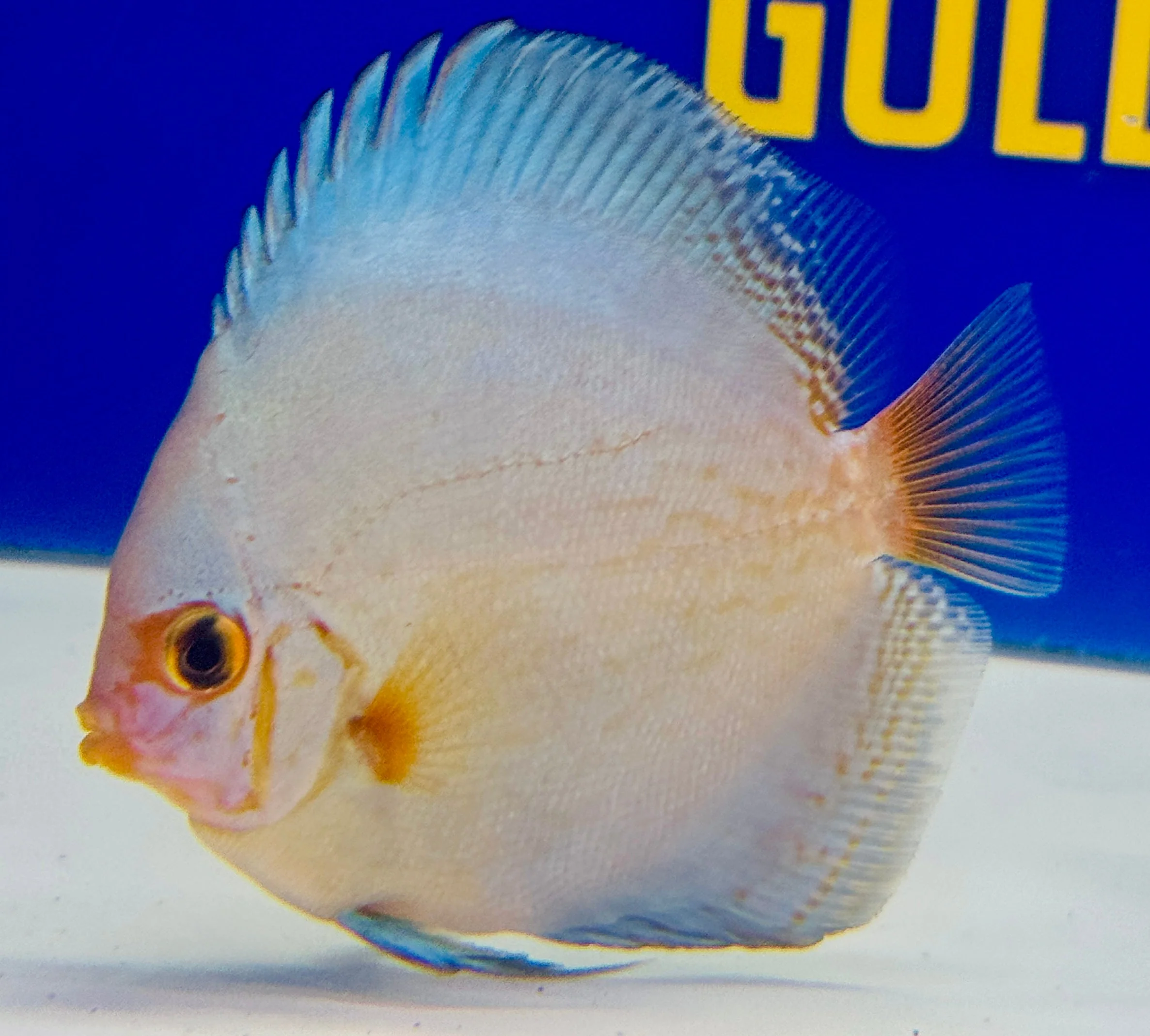 Reflection Deep Discus 3-3.5"