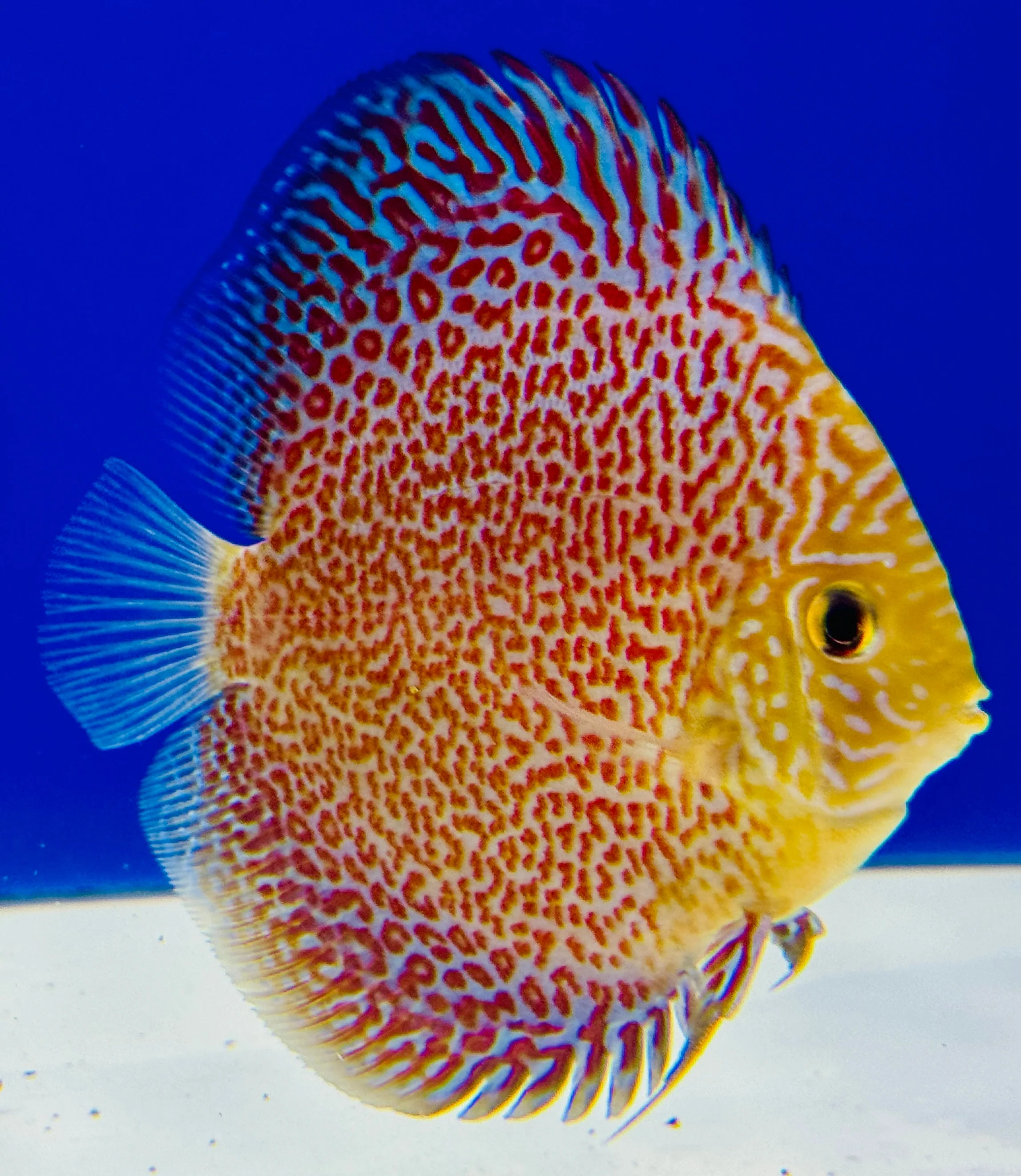 Ring Leopard Discus 4-4.5"