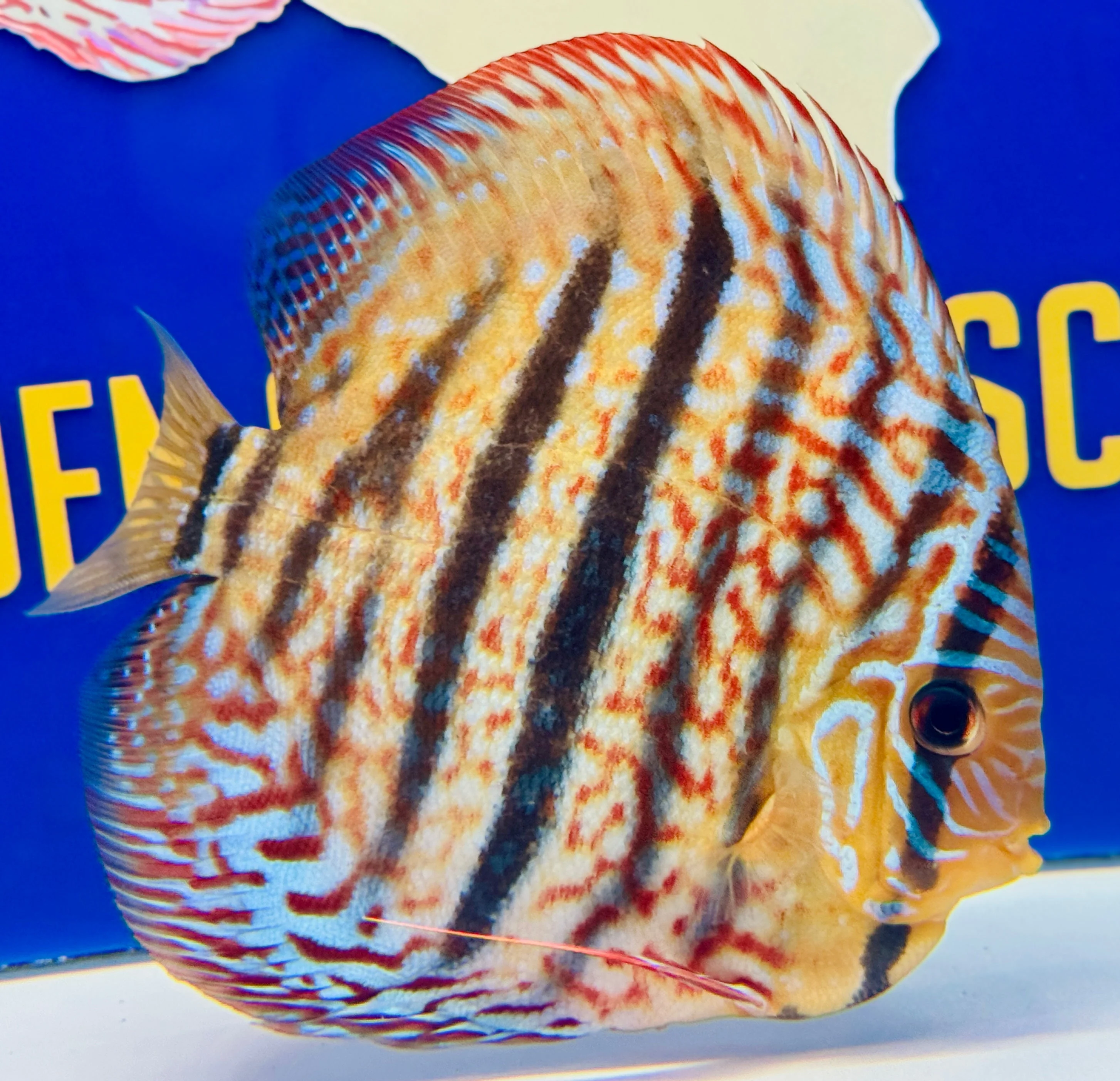 Royal Turquoise Heckle Cross Premium Kl Discus 6-6.5"