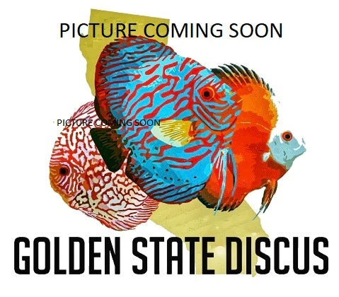 Snow Leopard Premium Discus 6-6.5"