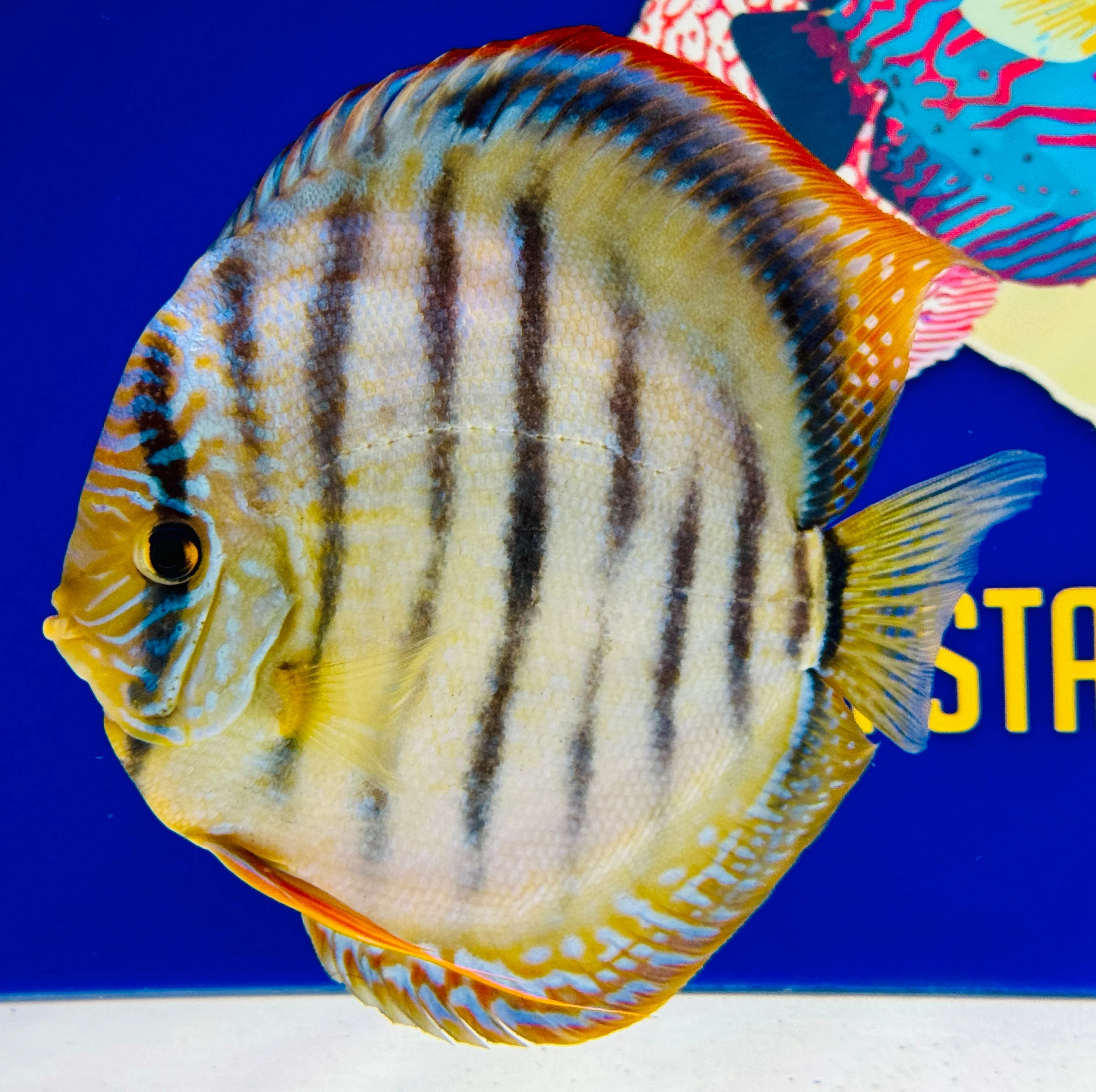 Trombeta Heckel Cross KL Extra Jumbo Premium Discus 7-8"
