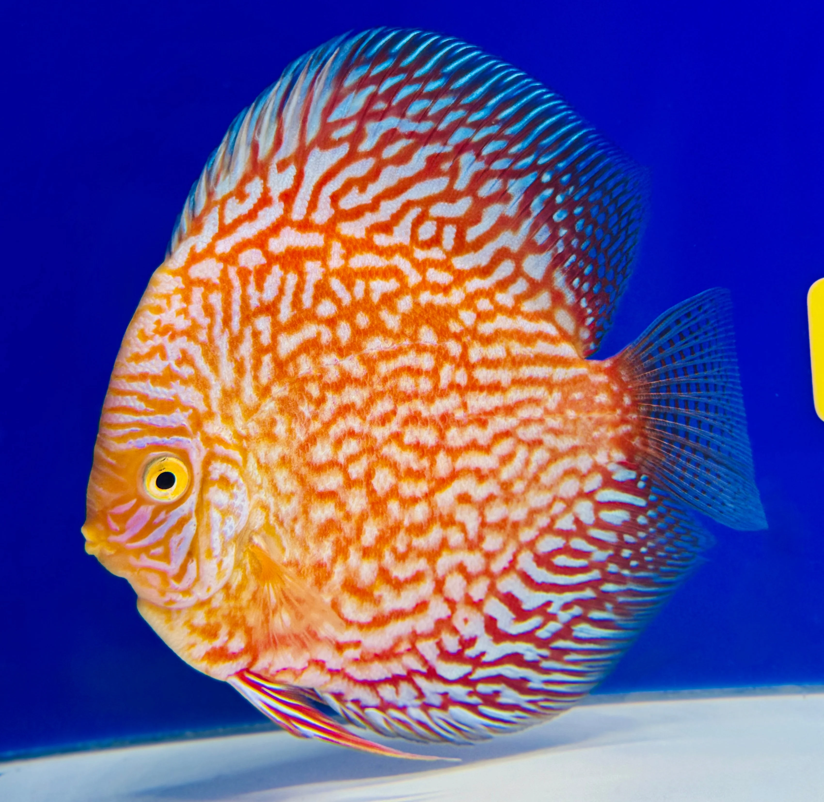 White Pigeon Checkerboard Discus 5-5.5"