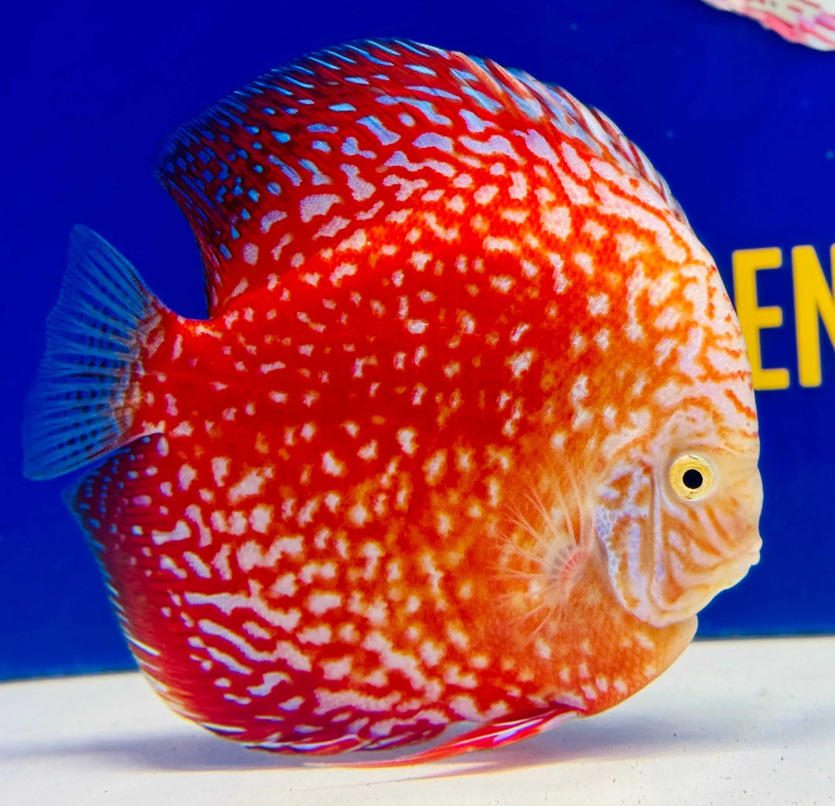 White Pigeon Checkerboard Jumbo Premium Discus 6.5-7.5"