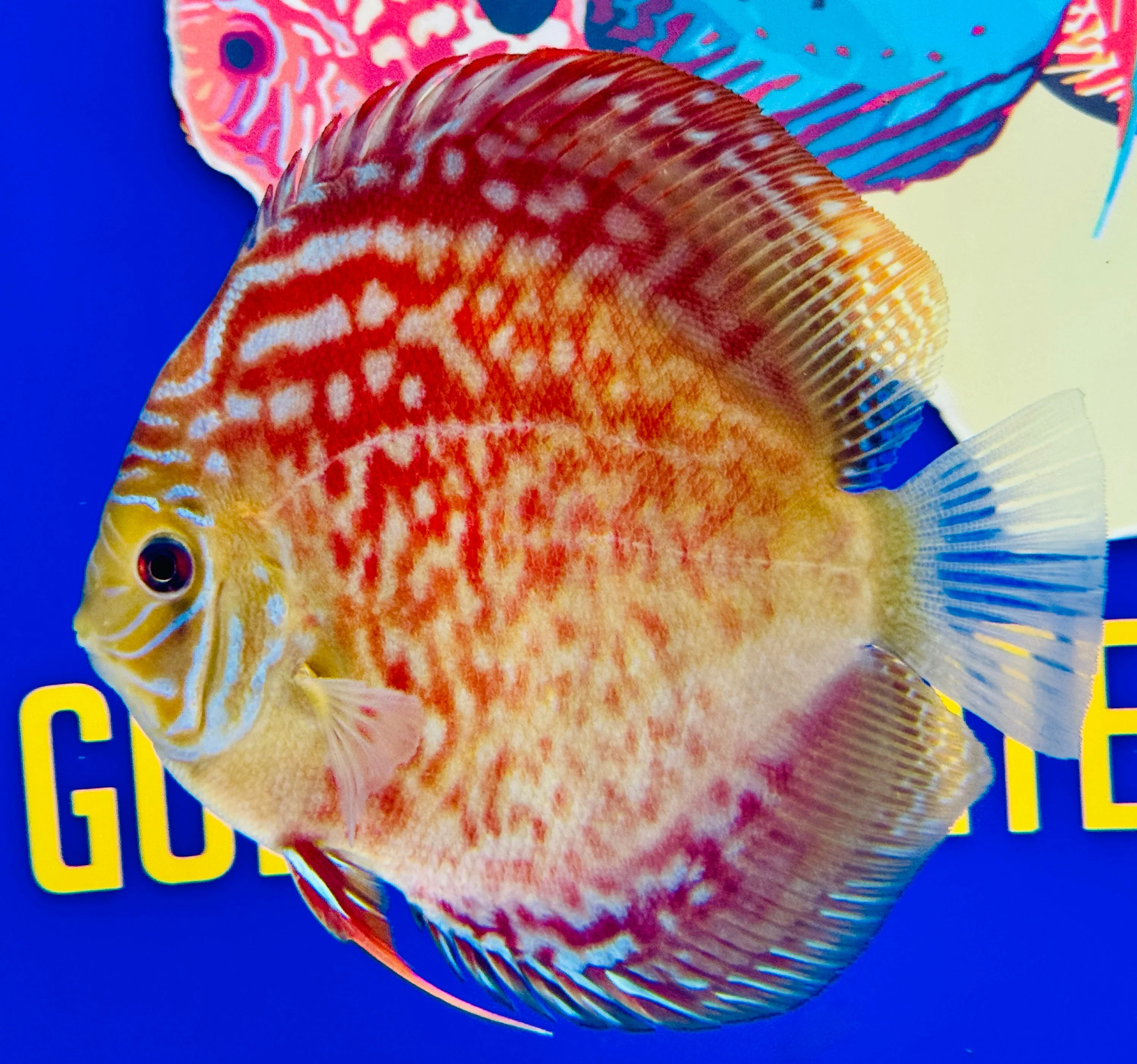 Wild Cross Discus 5-5.5"