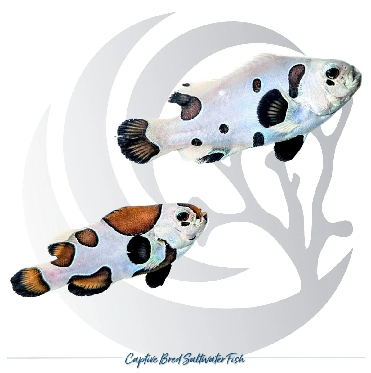 Captive-Bred Black Storm Clownfish Pair – Amphiprion ocellaris