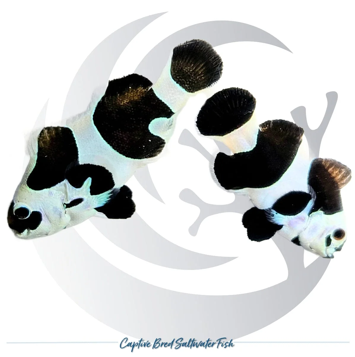 Captive-Bred Black Storm Clownfish Pair – Amphiprion ocellaris