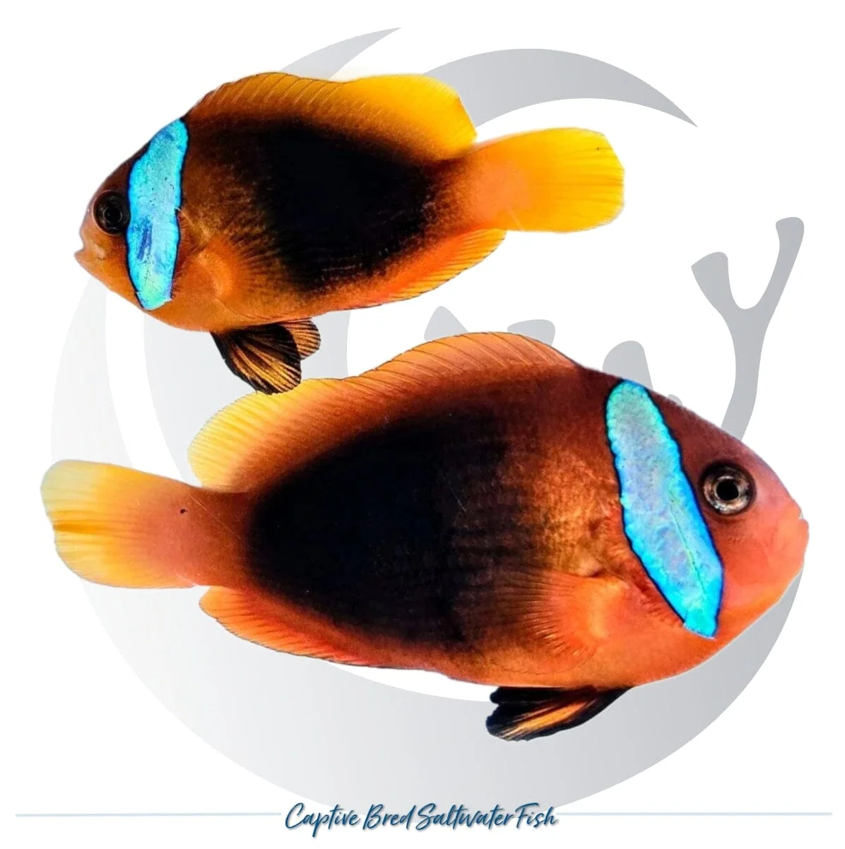 Captive-Bred Blue-Striped New Caledonia Melanopus Clownfish Pair – Amphiprion melanopus