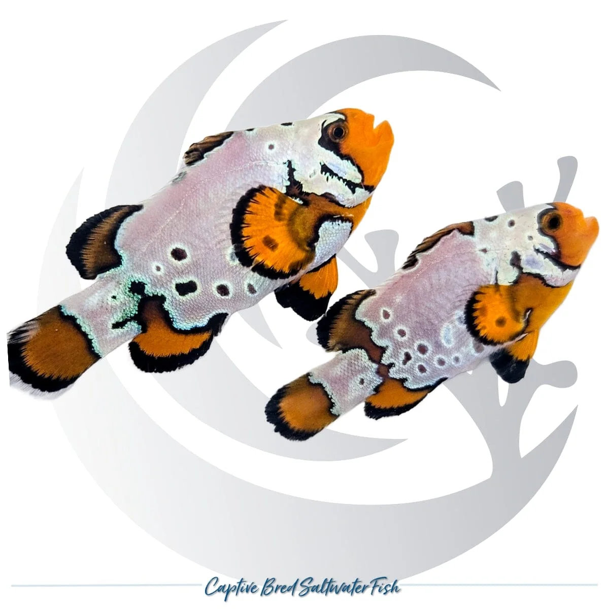 Captive-Bred Bullethole Snowflake Clownfish Pair – Amphiprion ocellaris