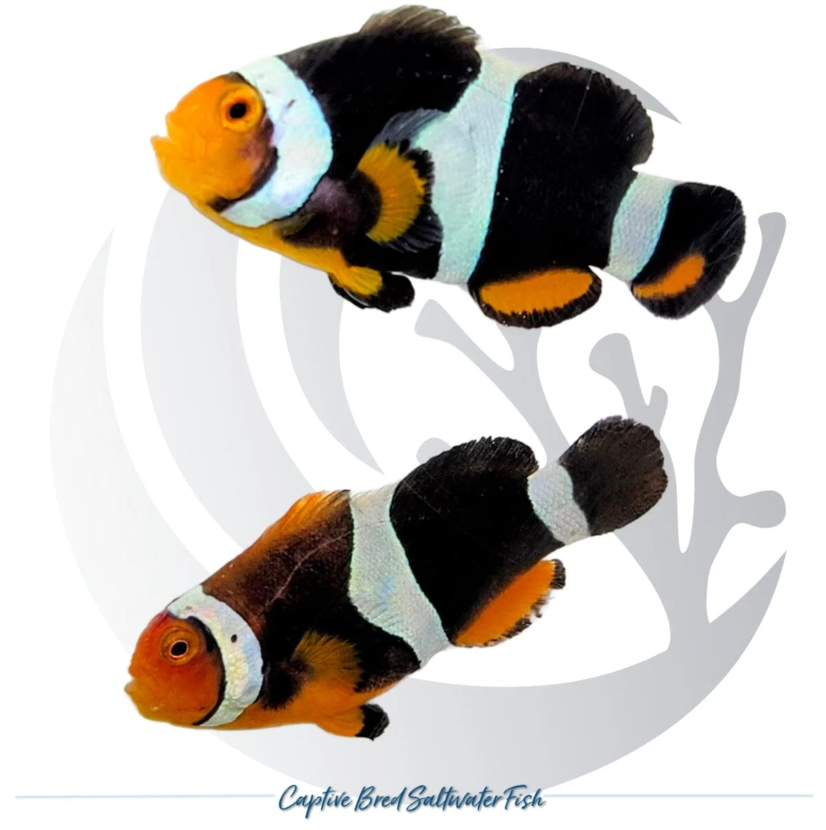 Captive-Bred C-Quest Line Onyx Clownfish Pair – Amphiprion percula