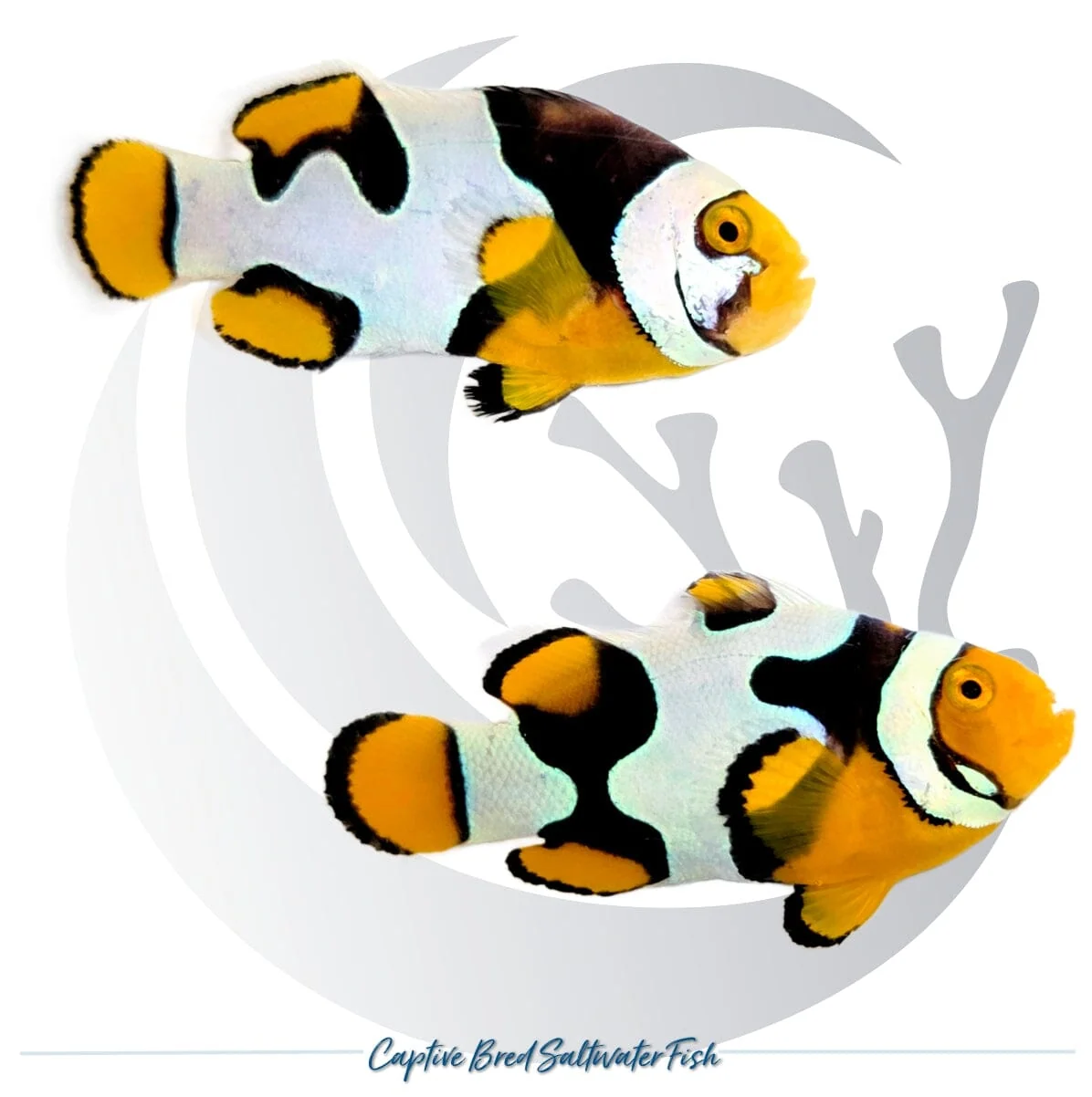 Captive-Bred C-Quest Line Onyx Picasso Clownfish Pair – Amphiprion percula
