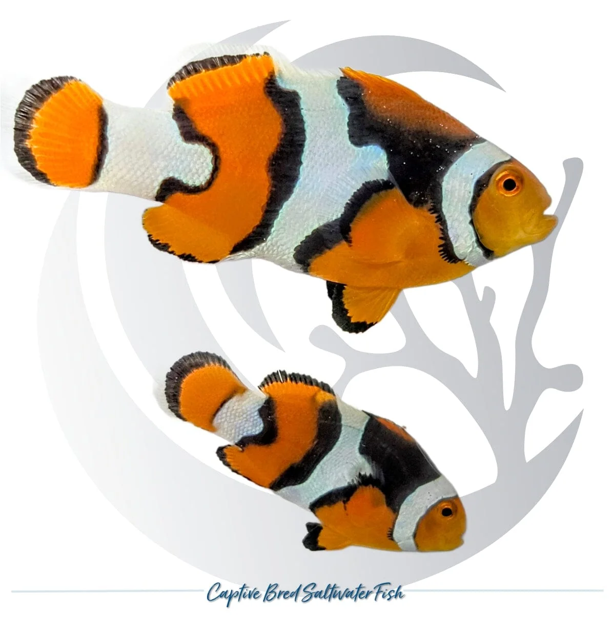 Captive-Bred Extra Black Percula Clownfish Pair – Amphiprion percula