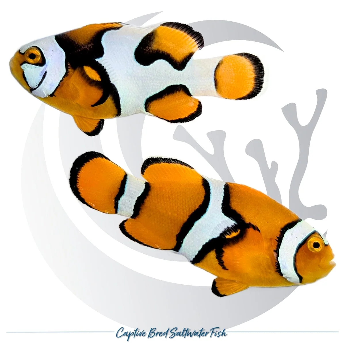 Captive-Bred Helmet Picasso Clownfish Pair – Amphiprion percula