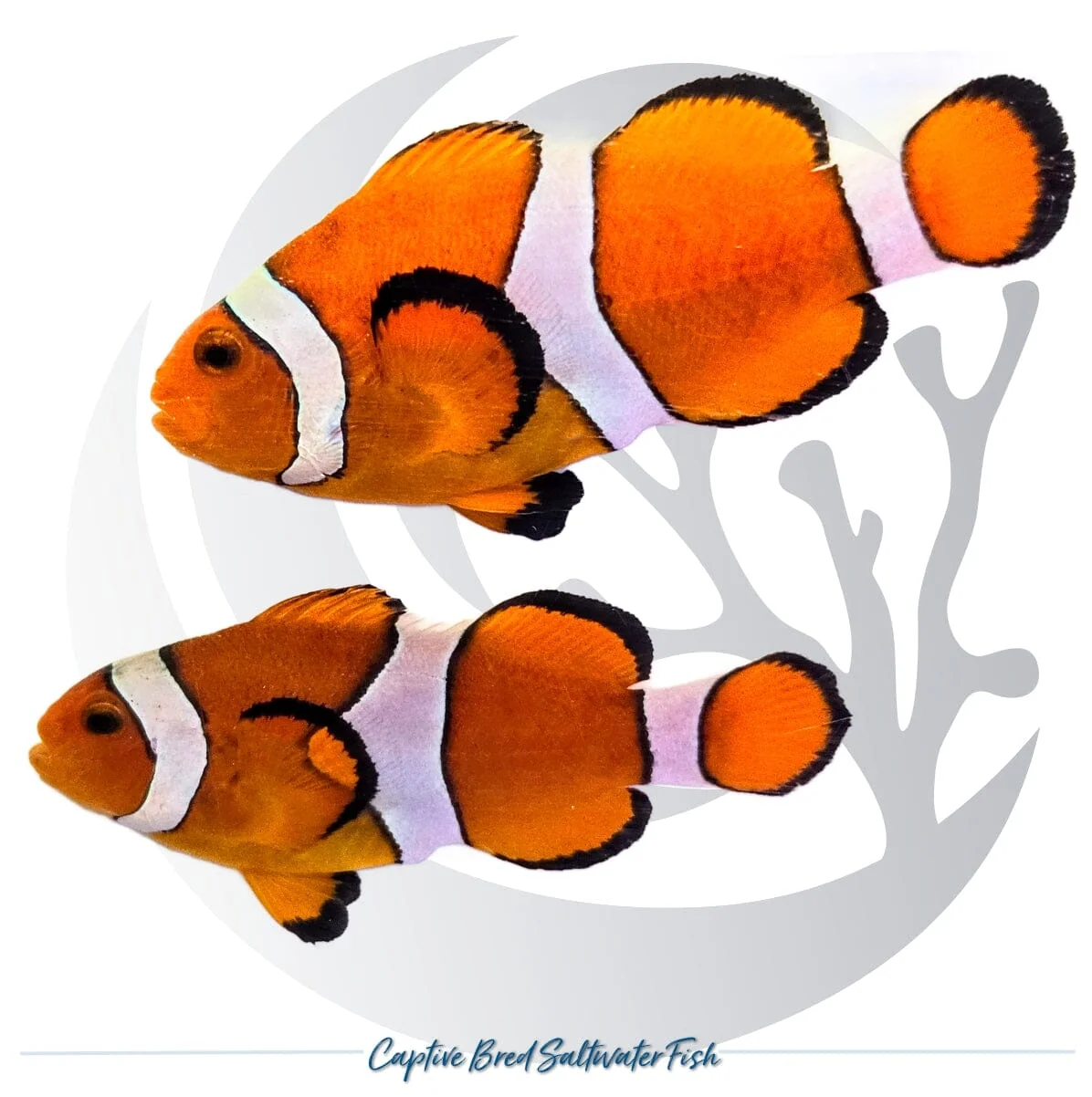 Captive-Bred Large Ocellaris Clownfish Pair – Amphiprion ocellaris