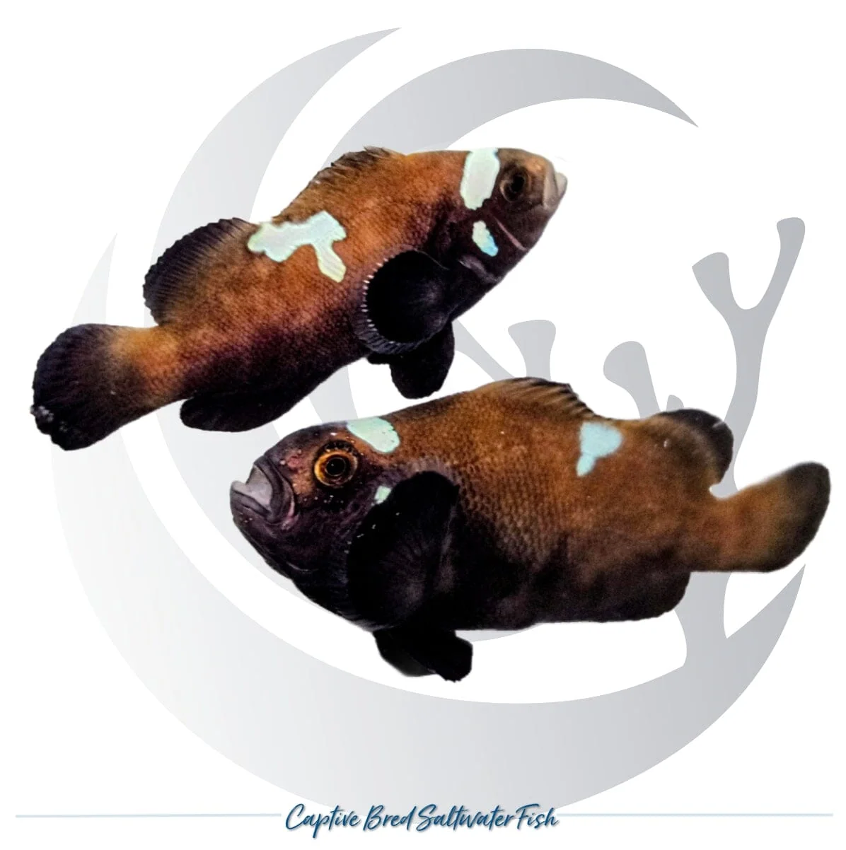 Captive-Bred Midnight Lightning Clownfish Pair – Amphiprion ocellaris
