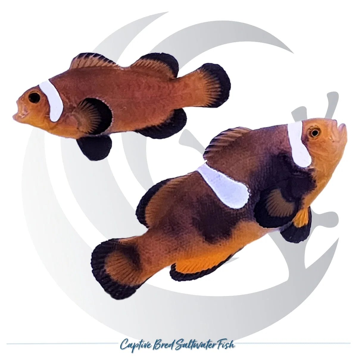 Captive-Bred Nearly Naked Mocha Clownfish Pair – Amphiprion ocellaris