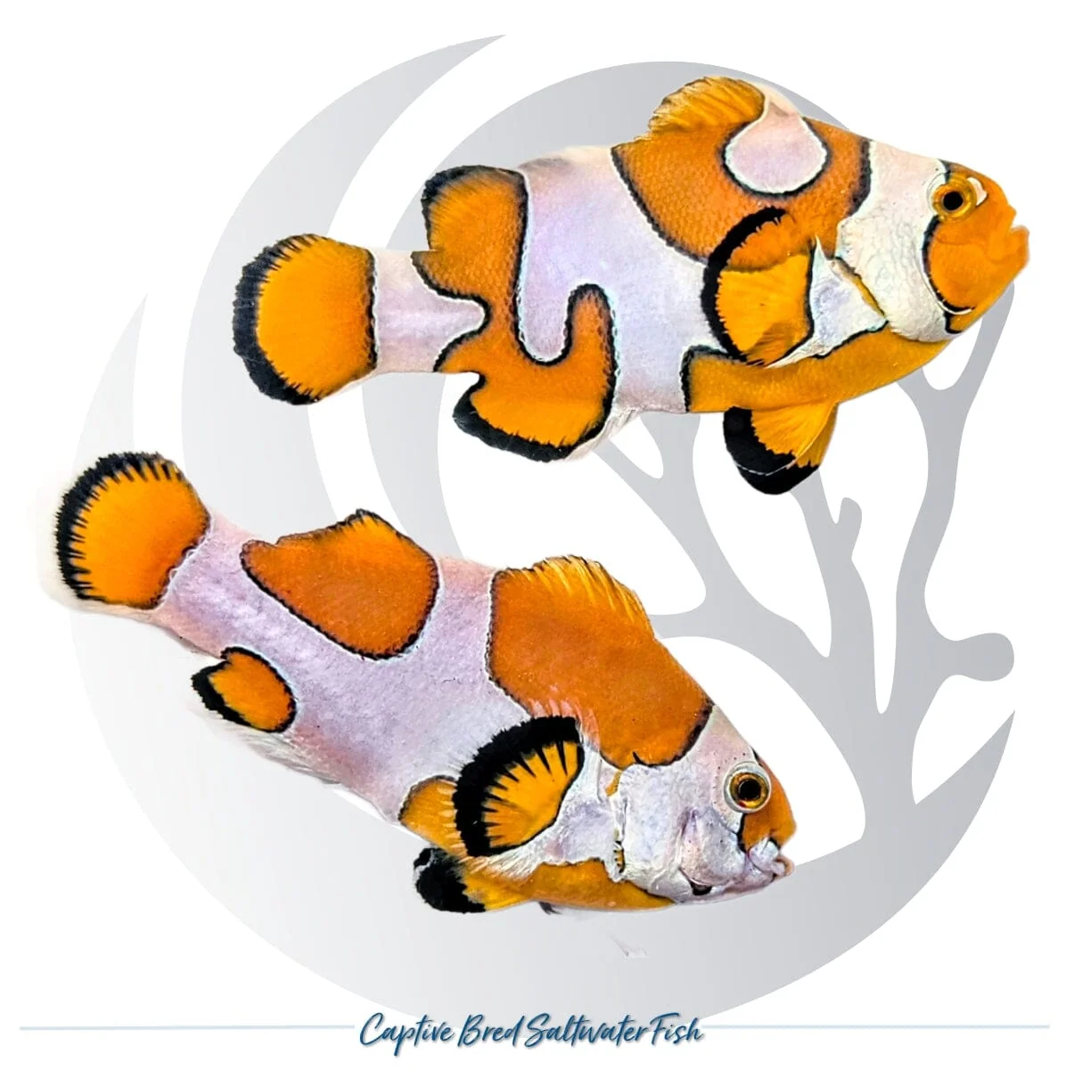 Captive-Bred Orange Storm Clownfish Pair – Amphiprion ocellaris