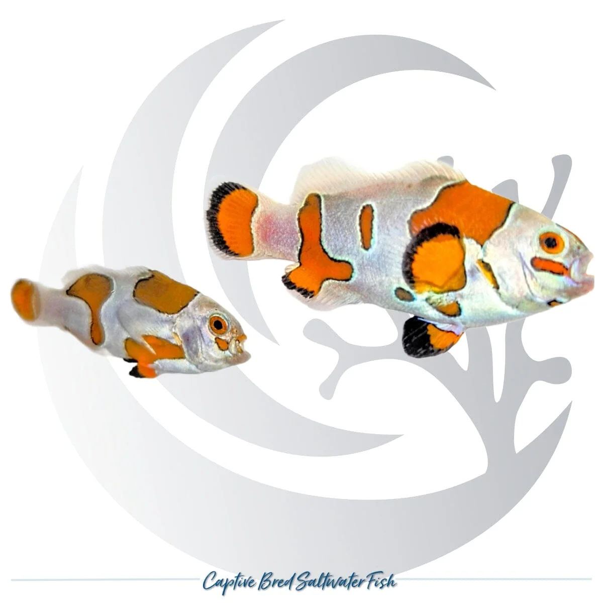 Captive-Bred Orange Storm Clownfish Pair – Amphiprion ocellaris