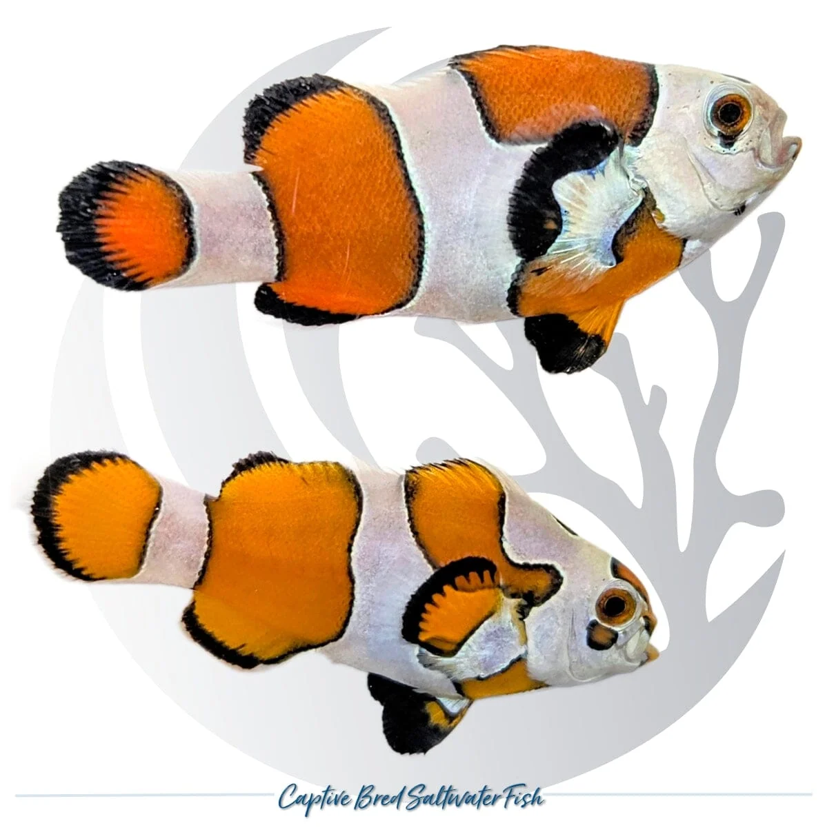Captive-Bred Orange Storm Clownfish Pair – Amphiprion ocellaris