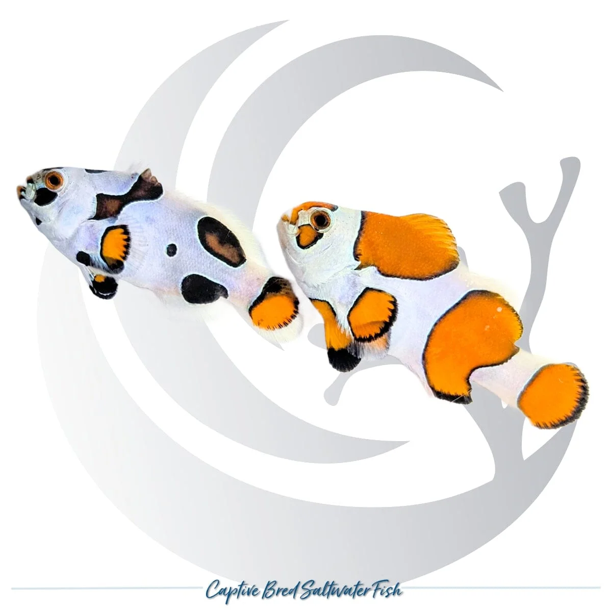 Captive-Bred Picasso Orange Storm Clownfish Pair – Amphiprion ocellaris × percula