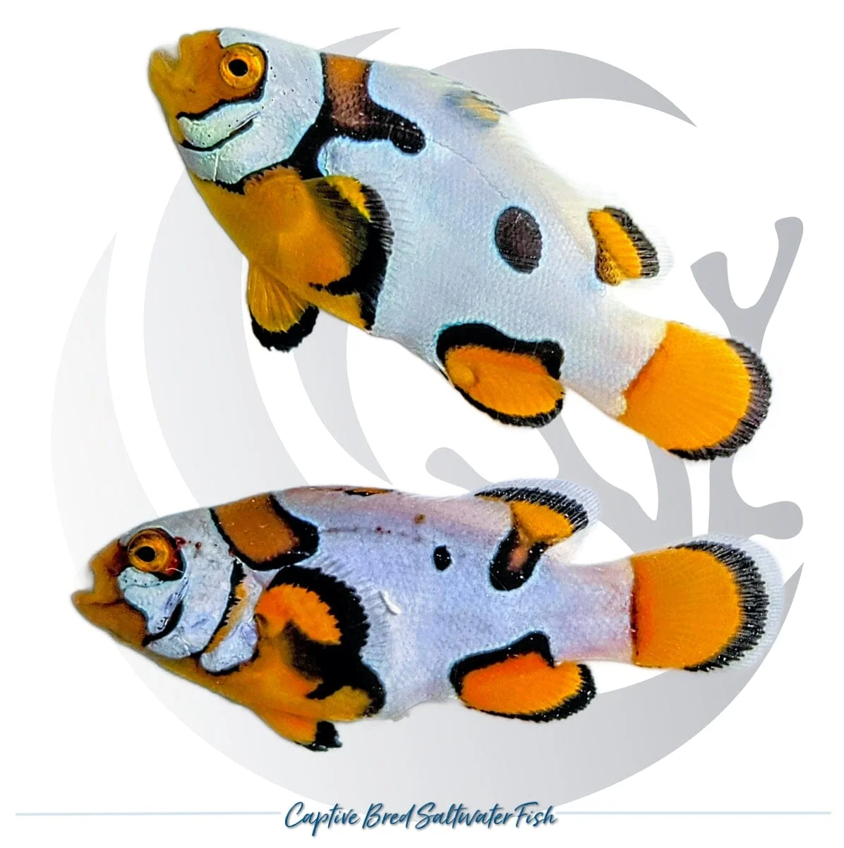 Captive-Bred Picasso Storm Clownfish Pair – Amphiprion ocellaris × percula