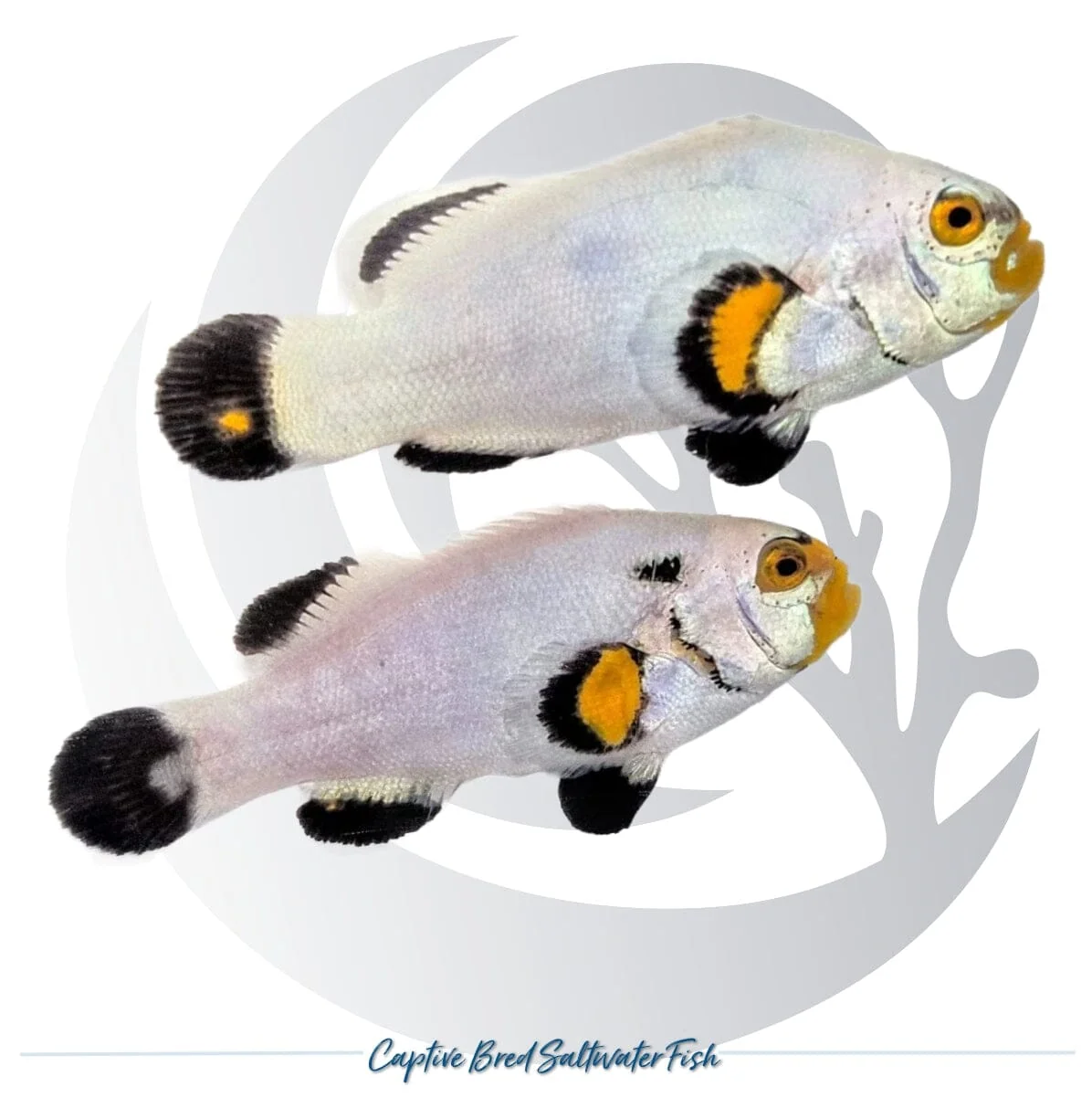 Captive-Bred Platinum Clownfish Pair – Amphiprion percula