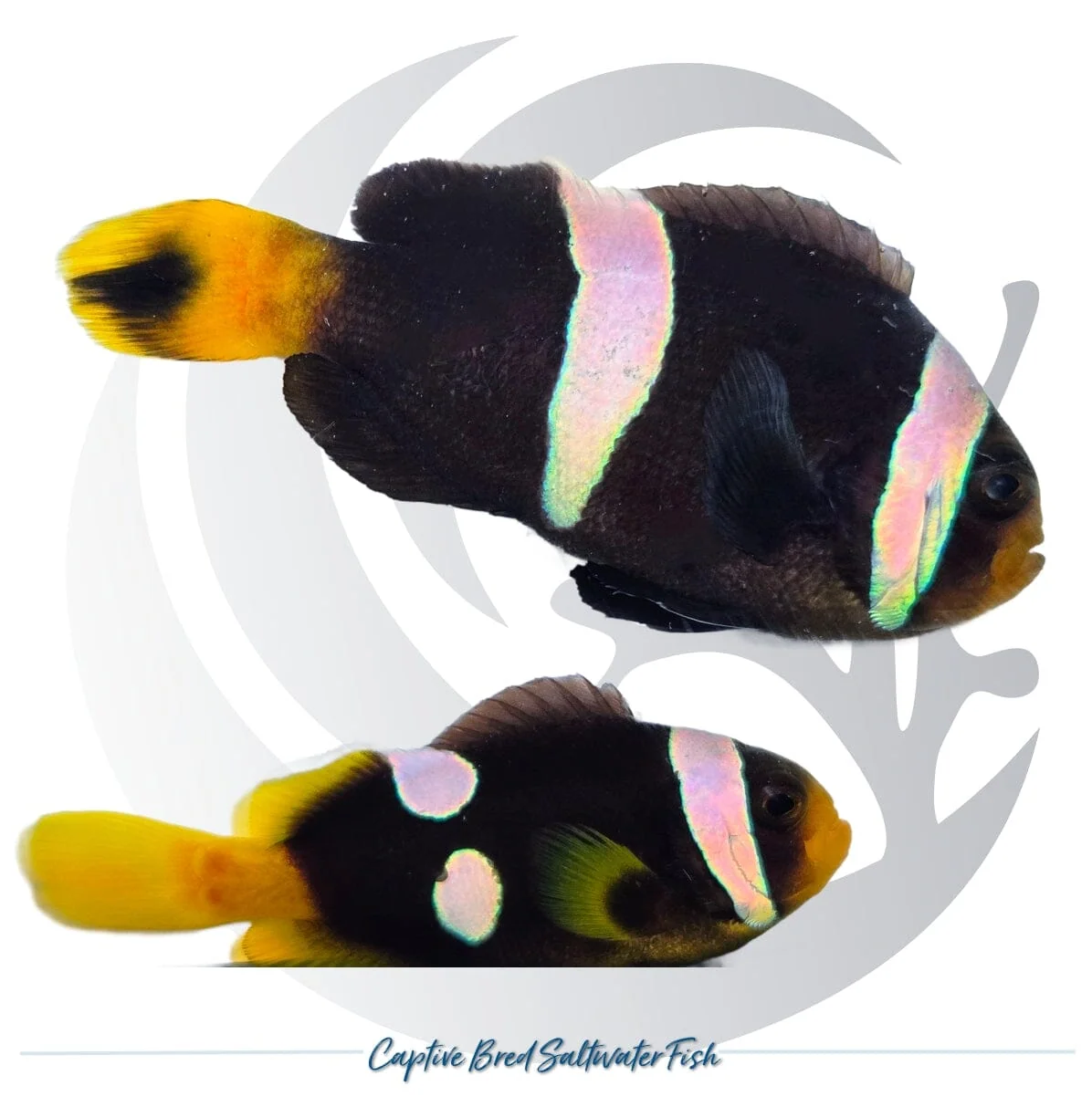 Captive-Bred Sebae Clownfish Pair – Amphiprion sebae