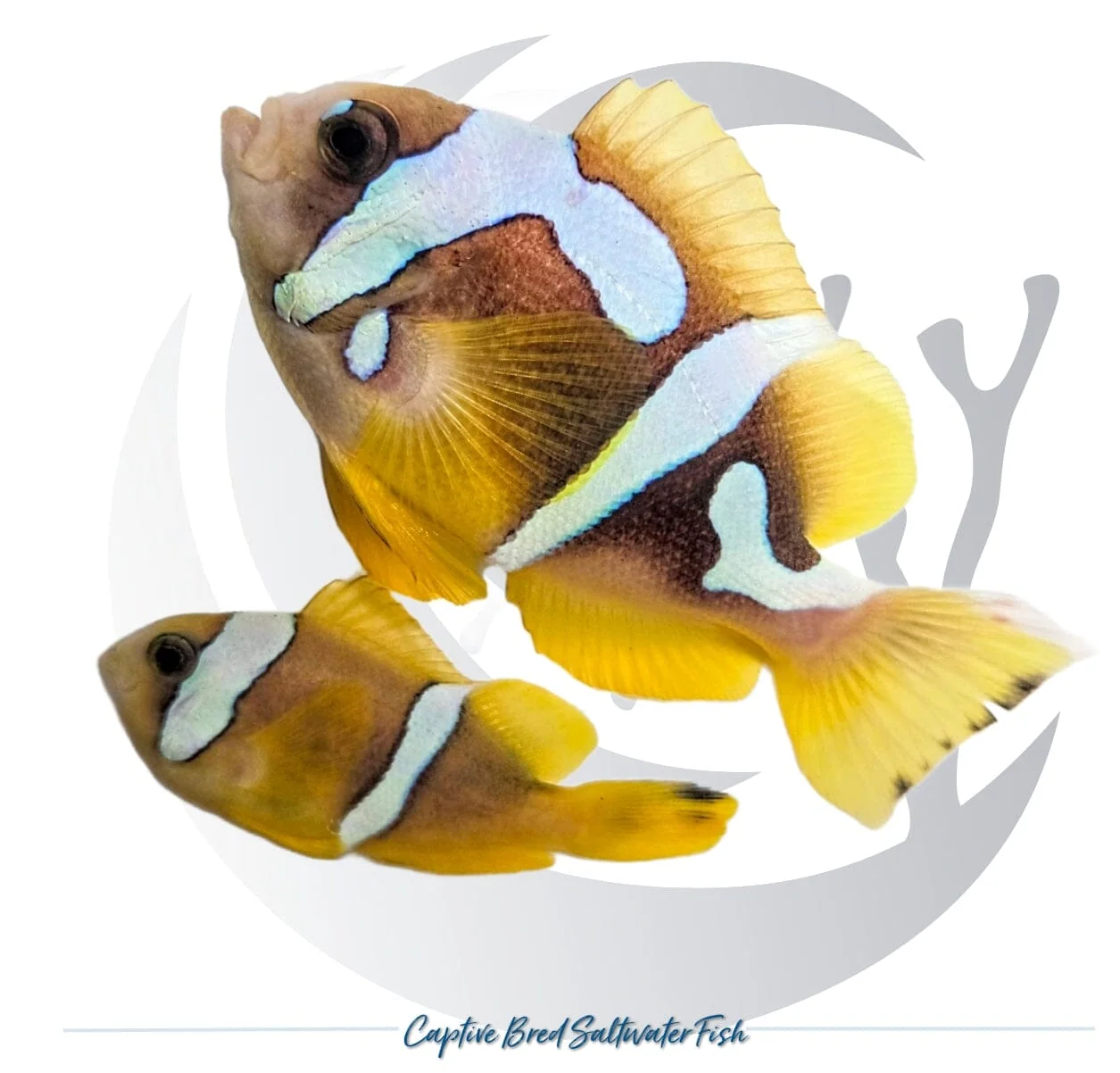 Captive-Bred Spotcinctus Clownfish Pair – Amphiprion bicinctus