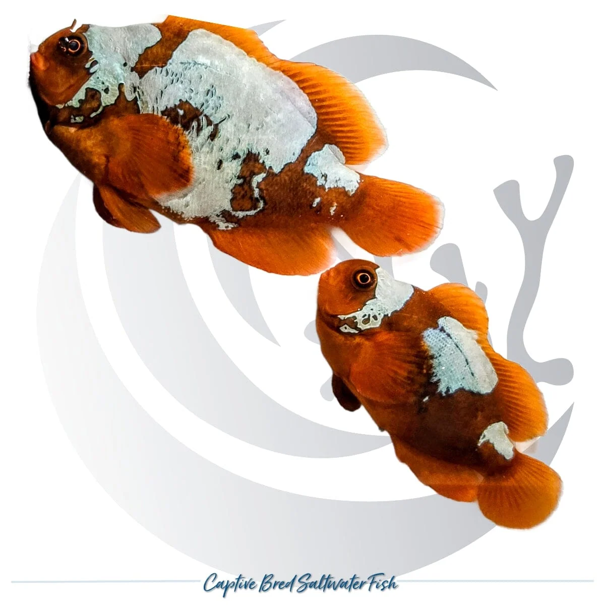 Captive-Bred White Lightning Maroon Clownfish Pair – Amphiprion biaculeatus