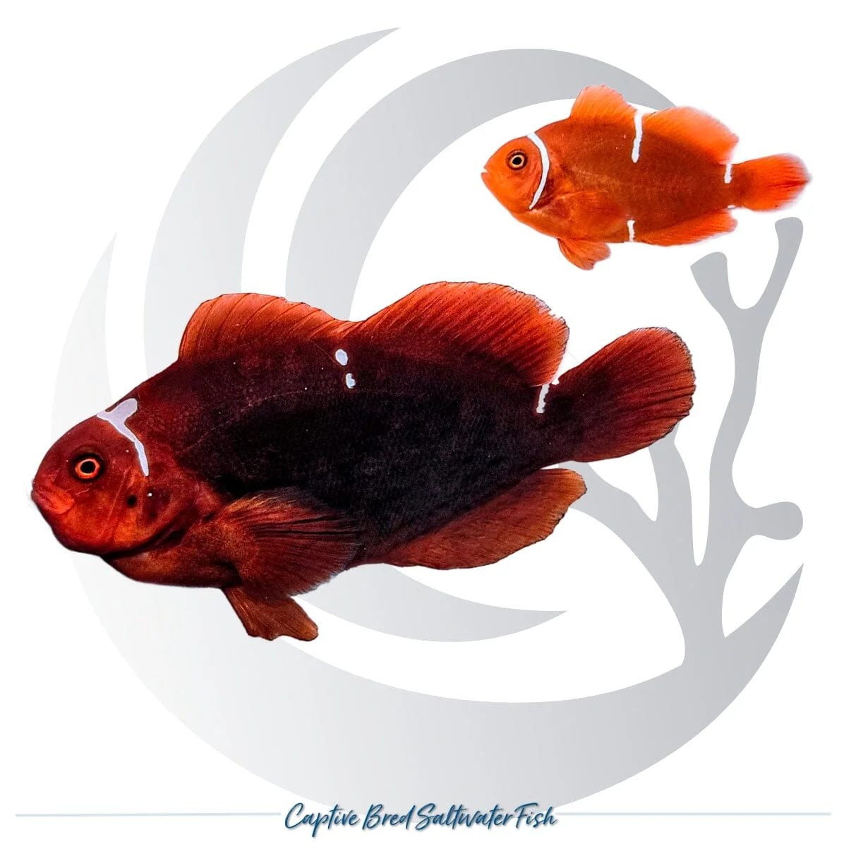 Captive-Bred White Stripe Maroon Clownfish Pair – Amphiprion biaculeatus