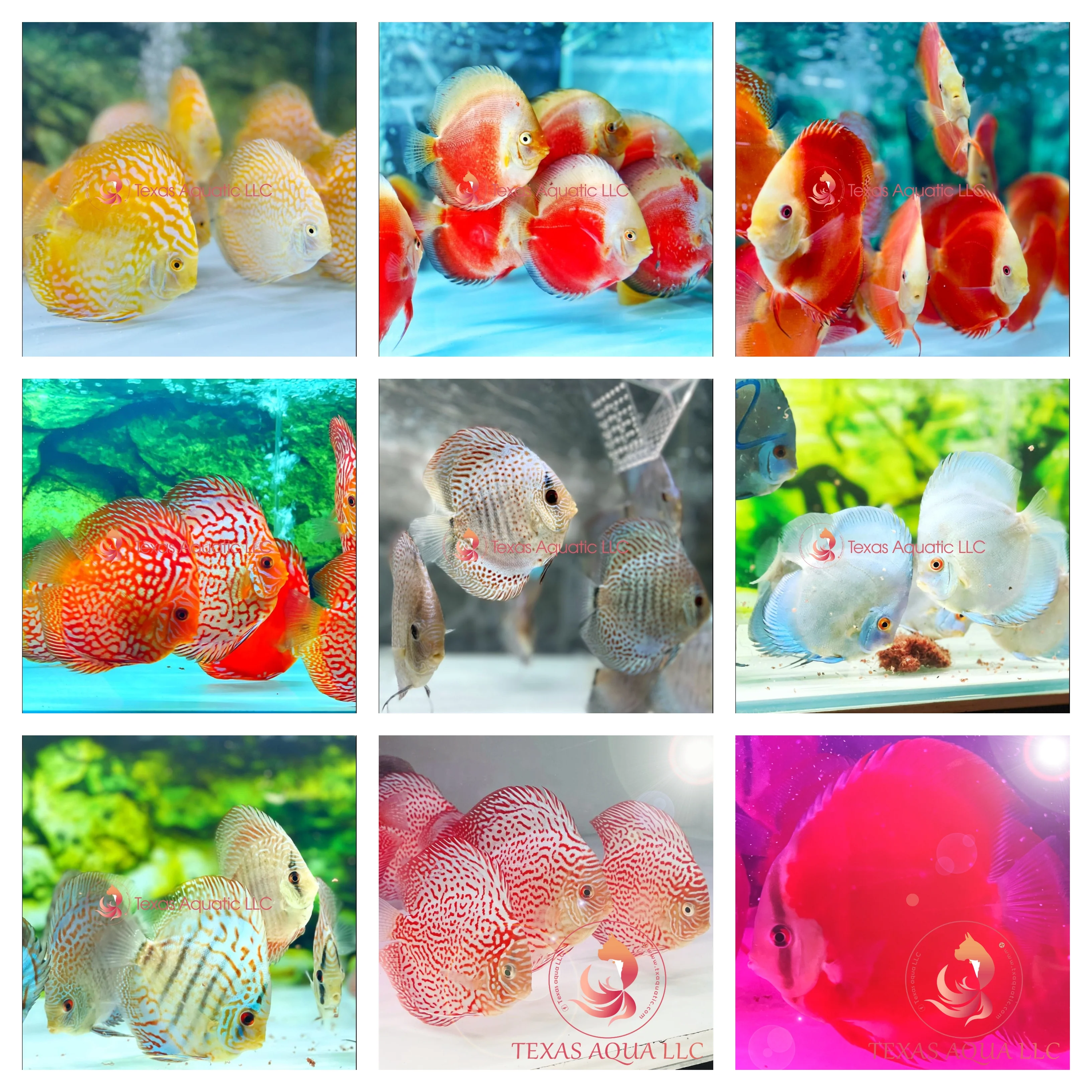 DISCOUNT DISCUS