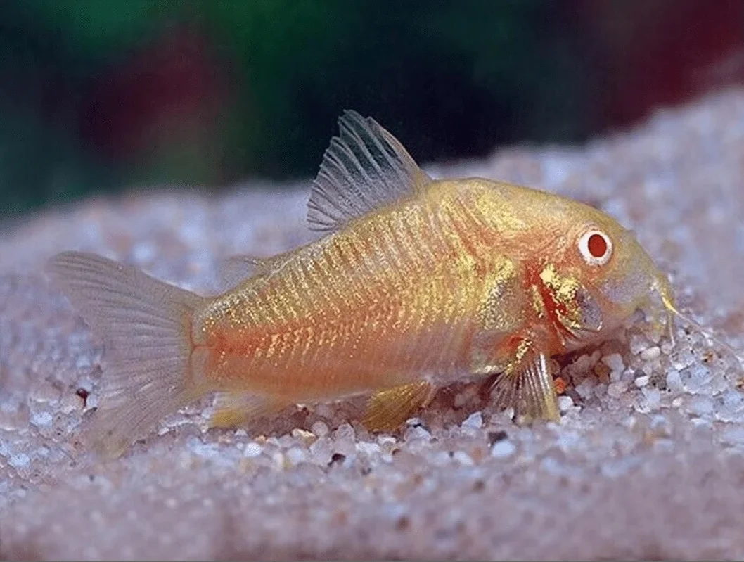 Albino Corydoras