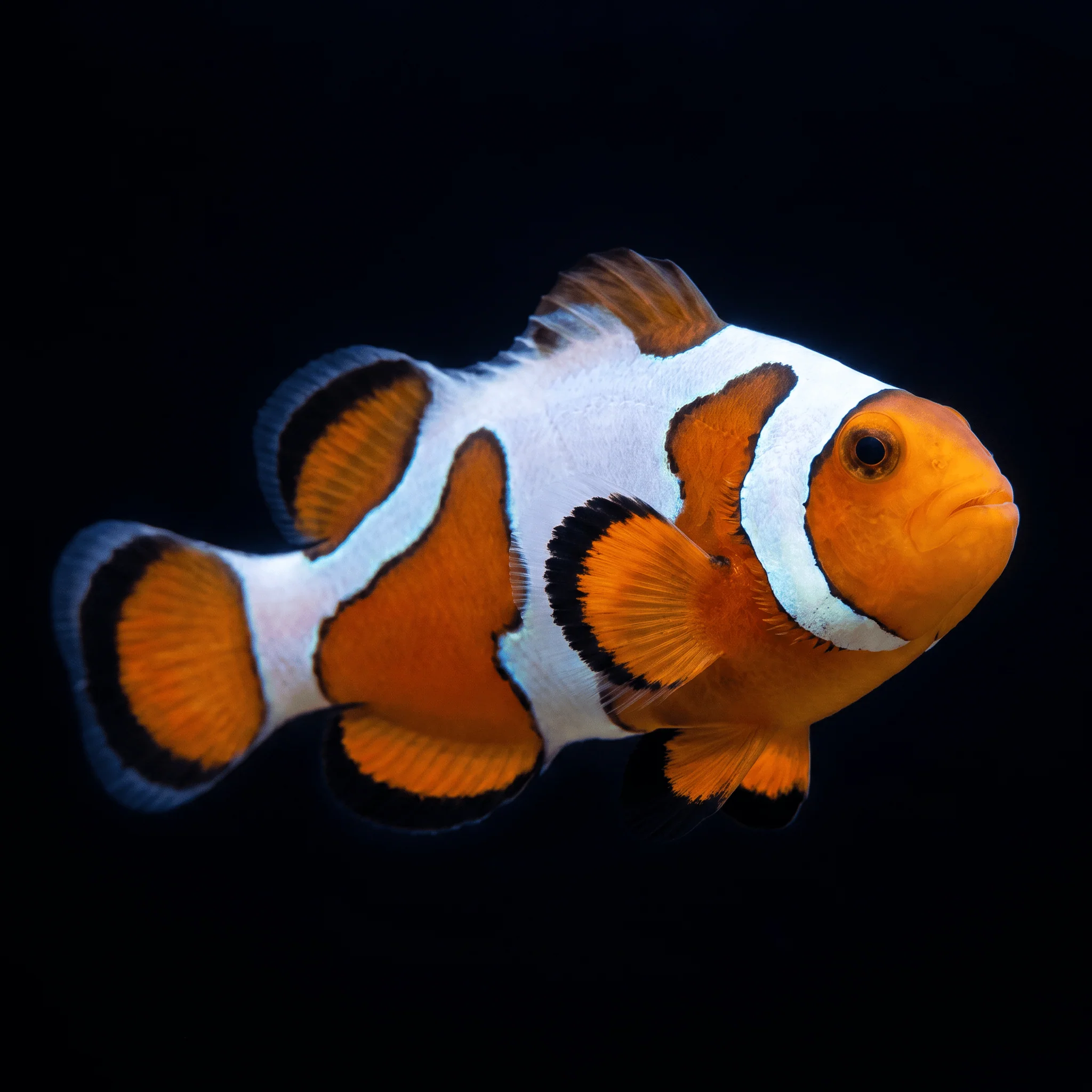 Extreme Gladiator Clownfish