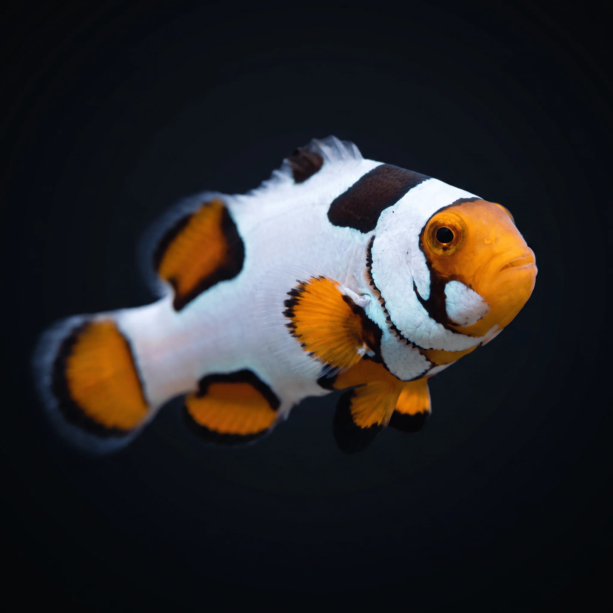 Extreme Picasso Clownfish