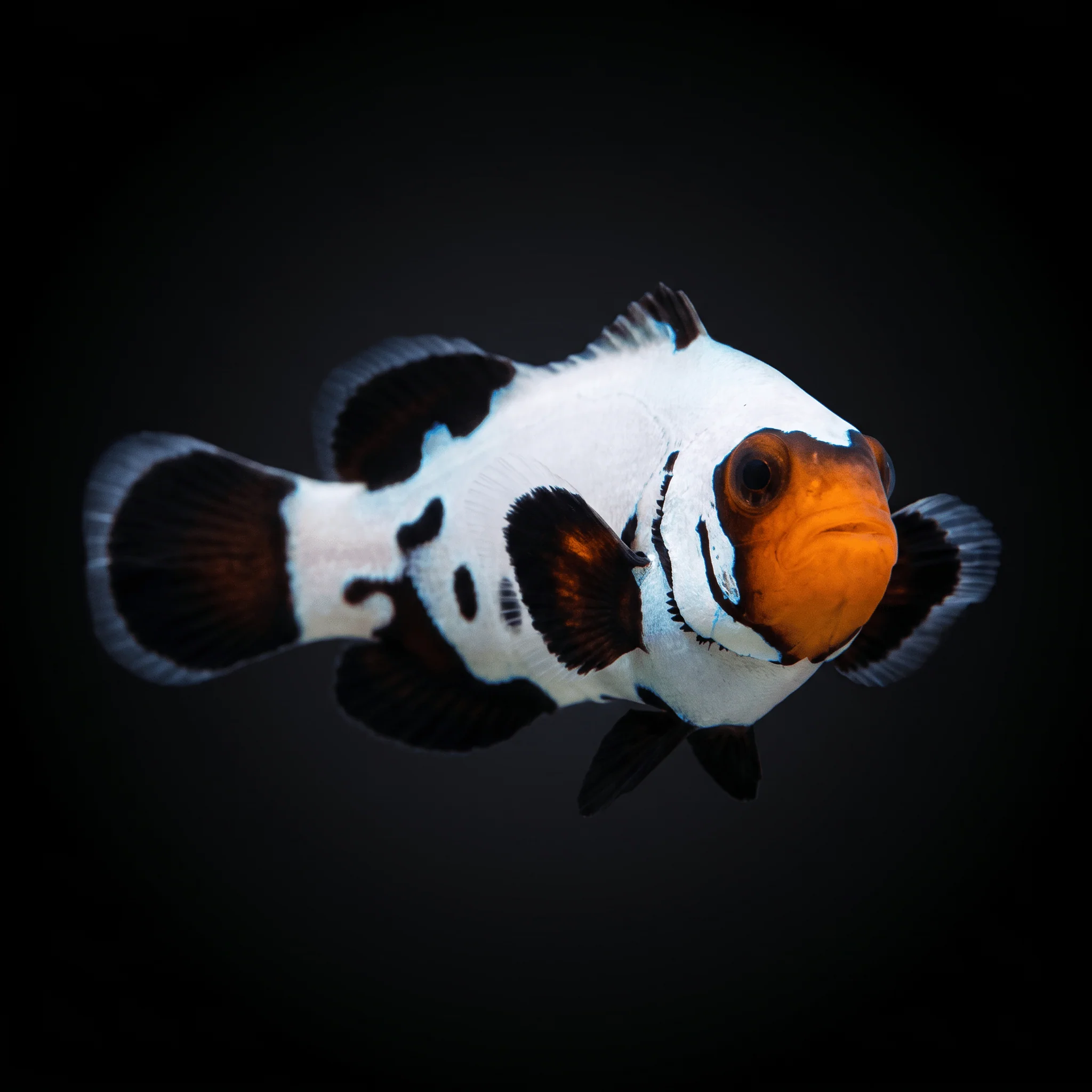 Frostbite Clownfish
