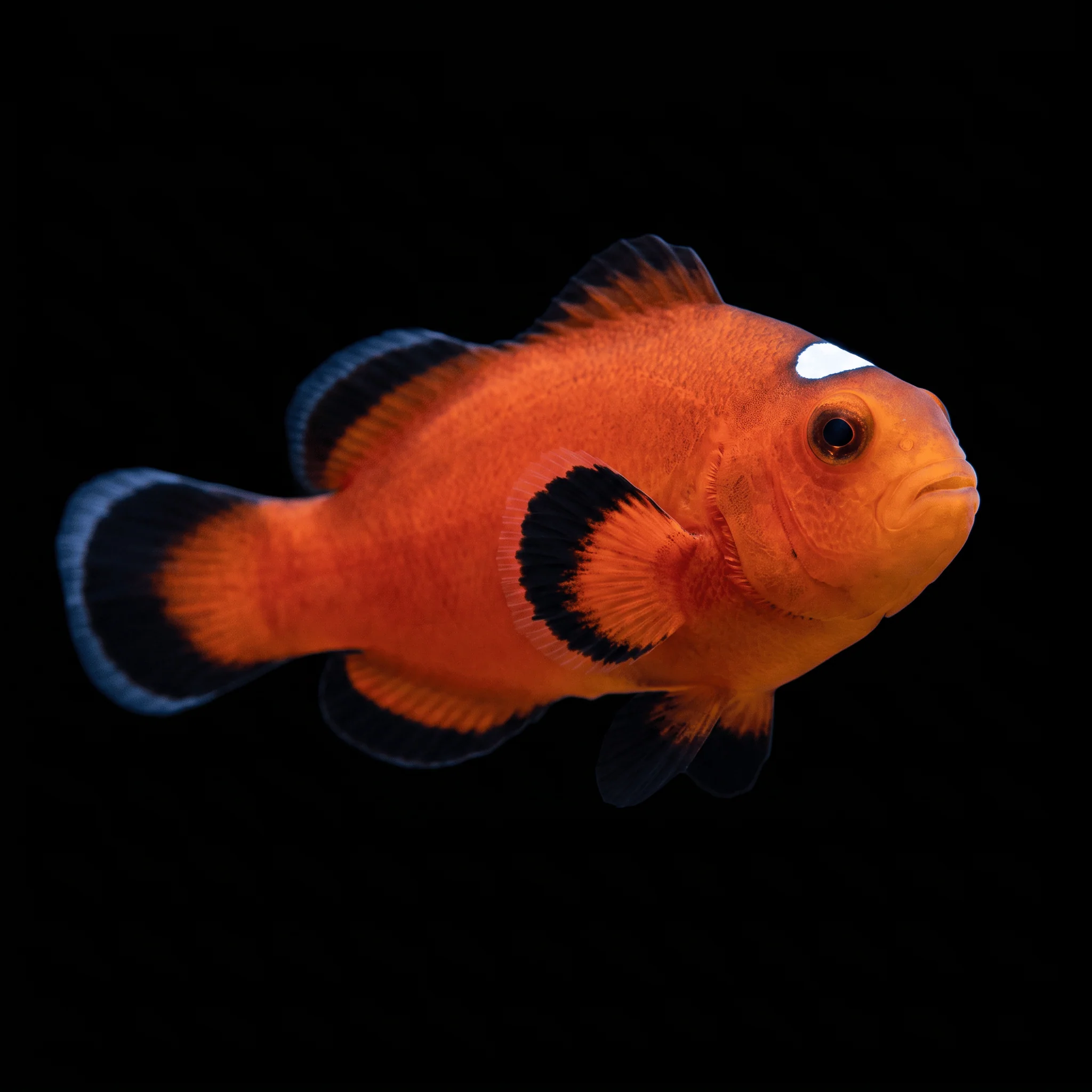 Orange Domino Clownfish