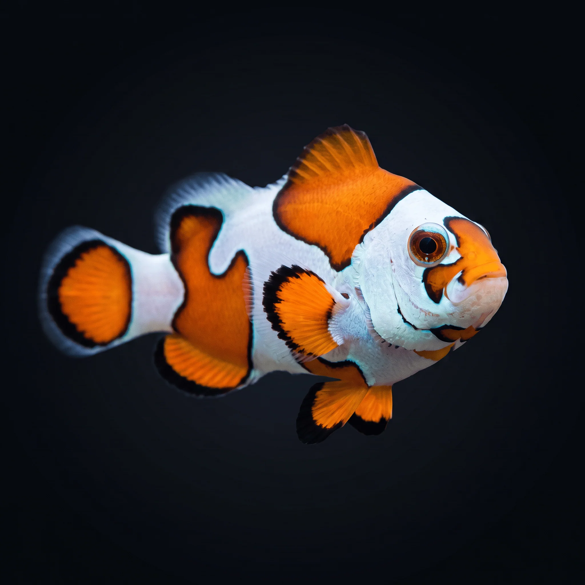Orange Storm Clownfish