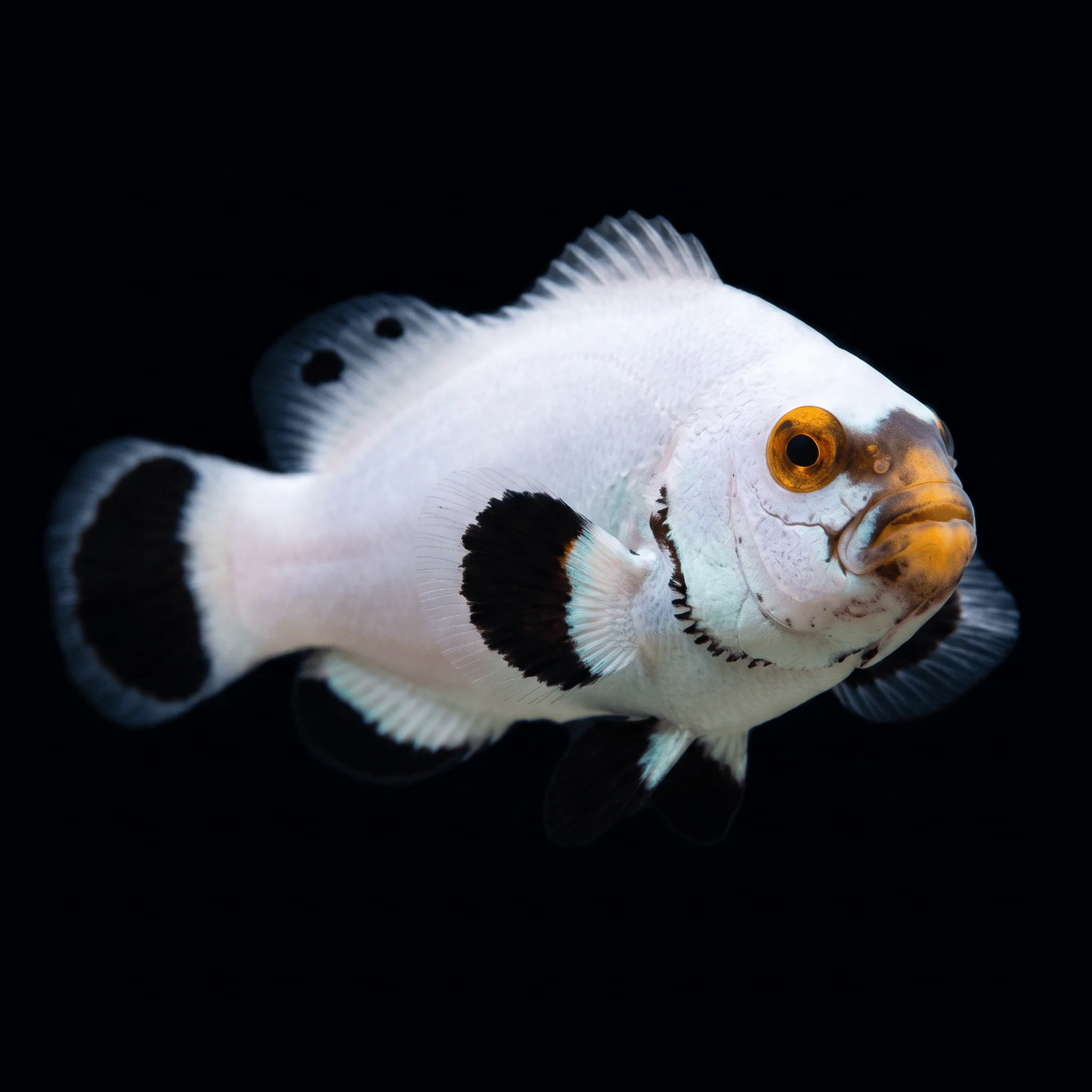 Platinum Clownfish