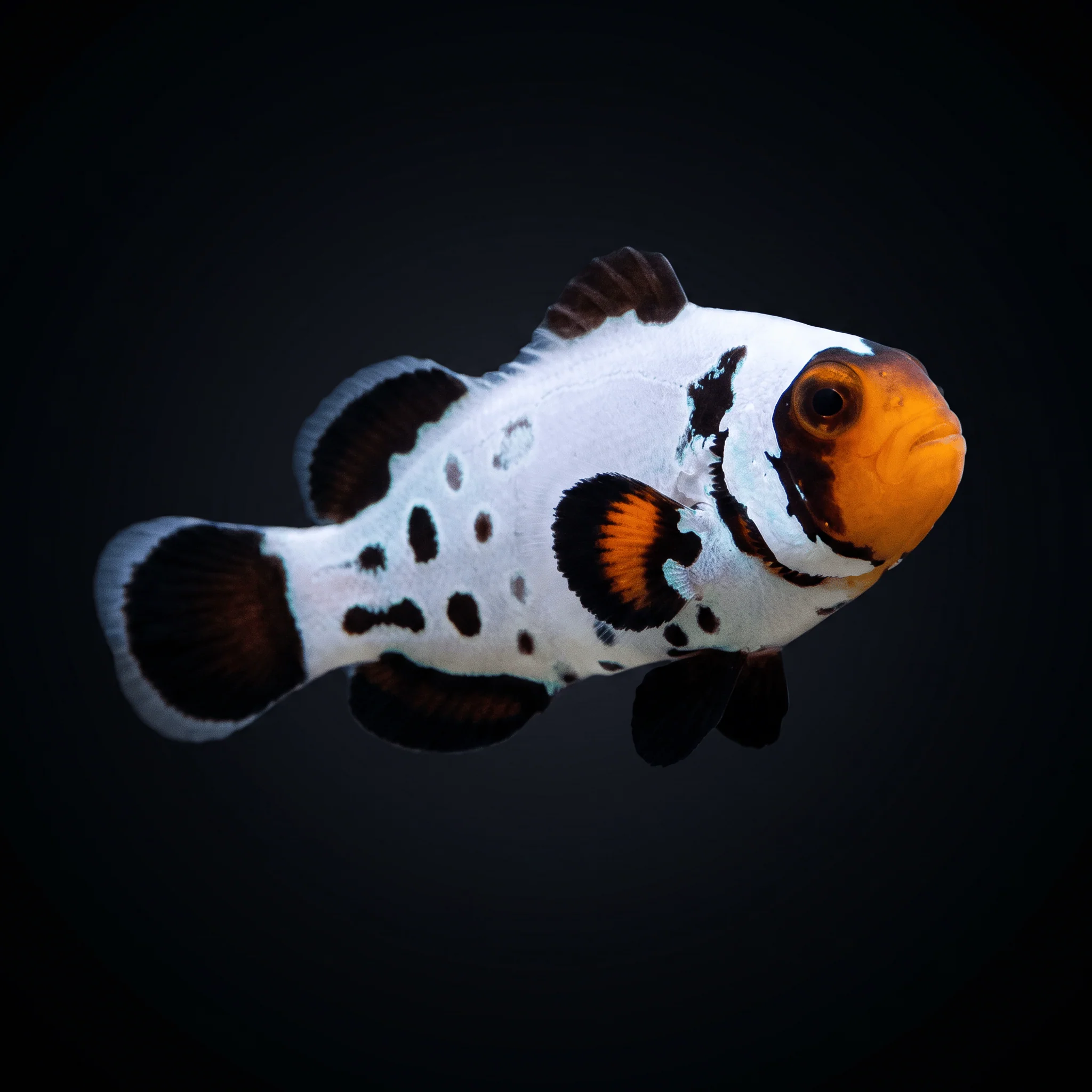 Premium Frostbite Clownfish